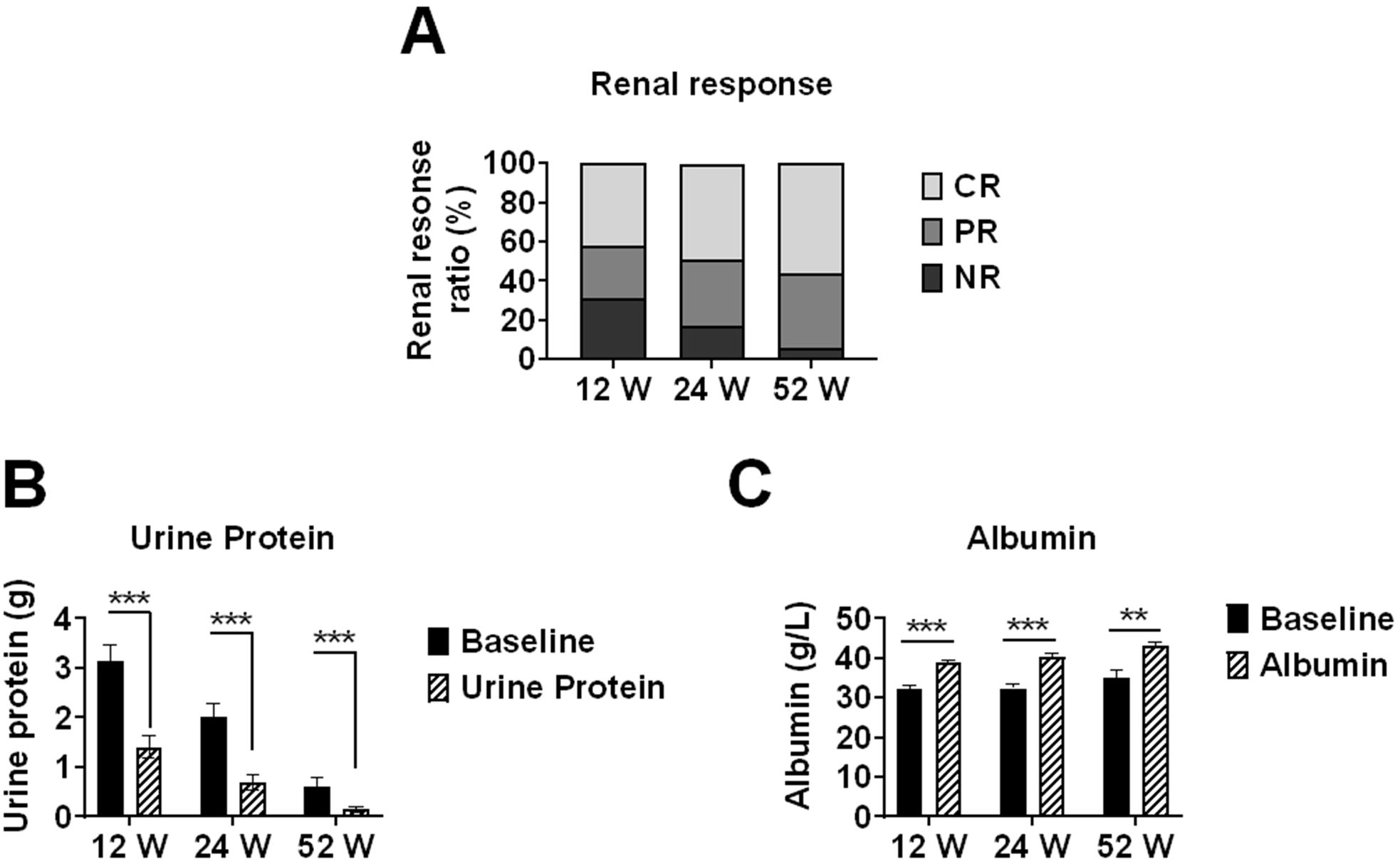 Three panels showing renal response, urine protein, and albumin levels over 52 weeks. Panel A: Stacked bar chart with categories CR, PR, NR at 12, 24, 52 weeks. Panel B: Bar chart of urine protein in grams showing a decrease at each time point, marked significant. Panel C: Bar chart of albumin in grams per liter showing an increase at 12, 24, 52 weeks, marked significant.
