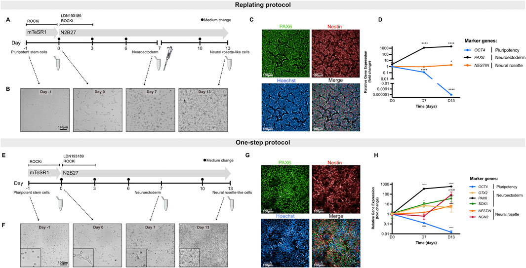 Diagram comparing replating and one-step neural differentiation protocols. Panels A and E show timelines for each protocol with media changes and treatments. Panels B and F display microscopic images of cells on days -1, 0, 7, and 13 showing cell morphology changes. Panels C and G present fluorescent images indicating expression of PAX6, Nestin, and nuclear Hoechst staining at day 13. Panels D and H show graphs of relative gene expression levels over time for various marker genes, illustrating the differentiation progress.