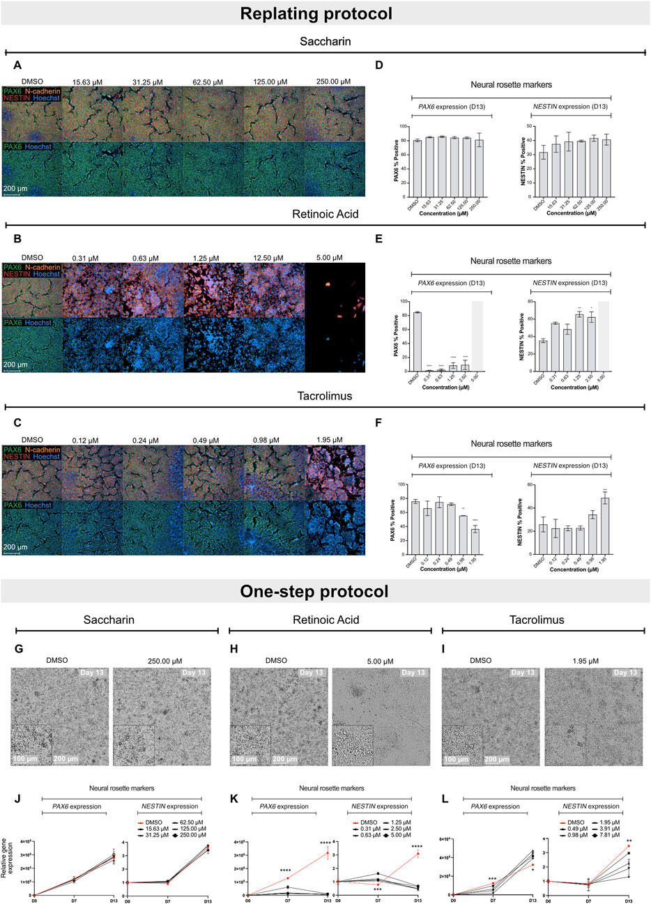 Scientific visualization comparing the effects of saccharin, retinoic acid, and tacrolimus on neural rosette markers using two protocols. Panels A-C show stained cell images at various concentrations. Panels D-F contain bar graphs of PAX6 and NESTIN expressions. Panels G-I present microscopic images from Day 13. Panels J-L depict line graphs of gene expression over days. Each section illustrates concentration impacts on neural differentiation and expression changes, providing insights into the compounds' effects on neural cells under different conditions.