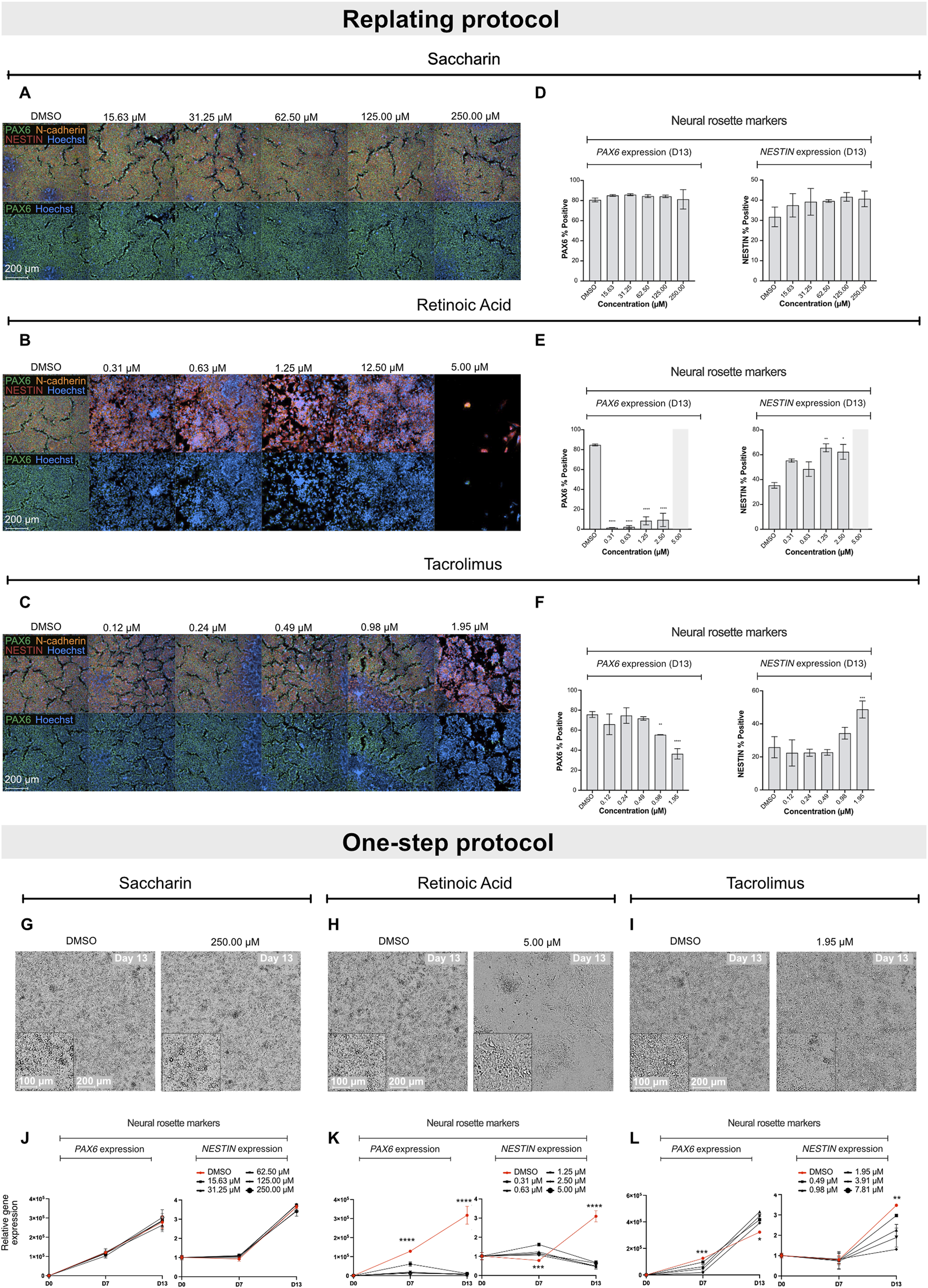 Scientific visualization comparing the effects of saccharin, retinoic acid, and tacrolimus on neural rosette markers using two protocols. Panels A-C show stained cell images at various concentrations. Panels D-F contain bar graphs of PAX6 and NESTIN expressions. Panels G-I present microscopic images from Day 13. Panels J-L depict line graphs of gene expression over days. Each section illustrates concentration impacts on neural differentiation and expression changes, providing insights into the compounds' effects on neural cells under different conditions.