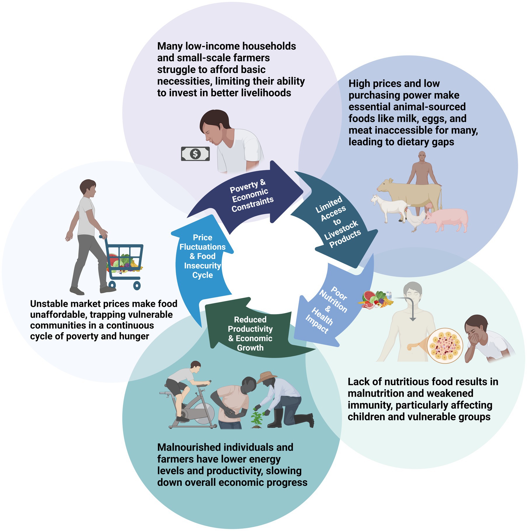 Circular infographic illustrating the cycle of poverty and food insecurity. It includes interconnected sections:
