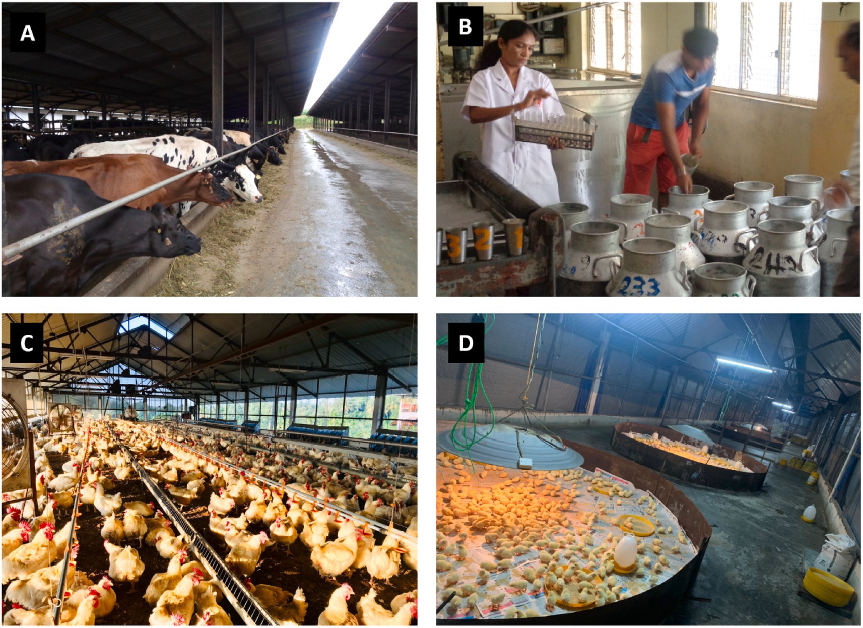 A. Cows in a large indoor barn feeding. B. A person in a white coat handling test tubes near metal milk containers. C. A crowded chicken coop with hens inside a spacious enclosure. D. Baby chicks under heating lamps in a poultry facility.