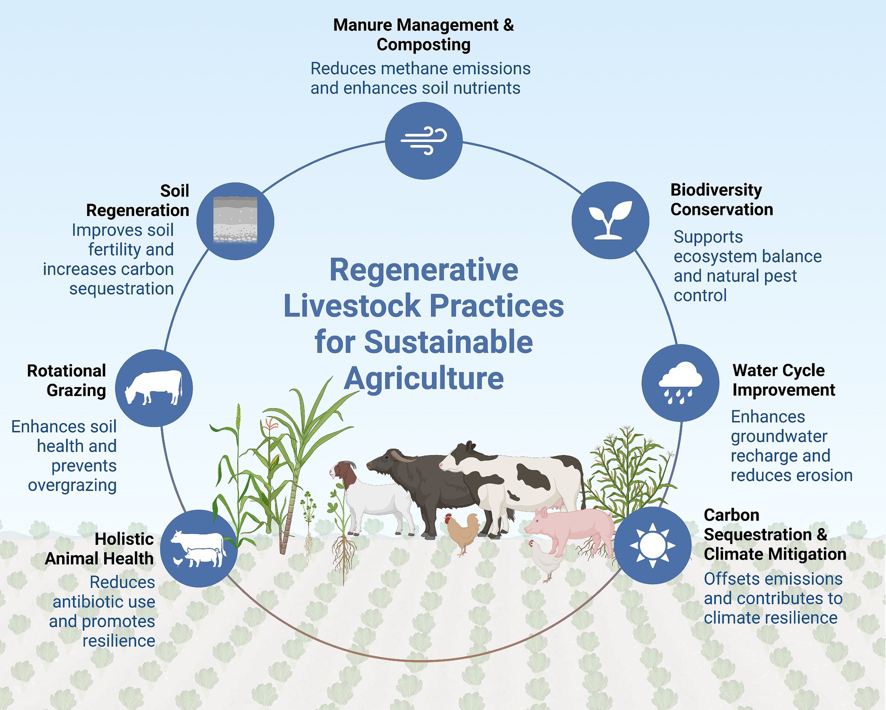 Infographic illustrating regenerative livestock practices for sustainable agriculture. Central text is surrounded by six icons and descriptions: Manure Management & Composting, Soil Regeneration, Rotational Grazing, Holistic Animal Health, Biodiversity Conservation, Water Cycle Improvement, and Carbon Sequestration & Climate Mitigation. Each includes a brief benefit summary, like reducing emissions or enhancing soil health. The bottom features a visual of various farm animals and crops.
