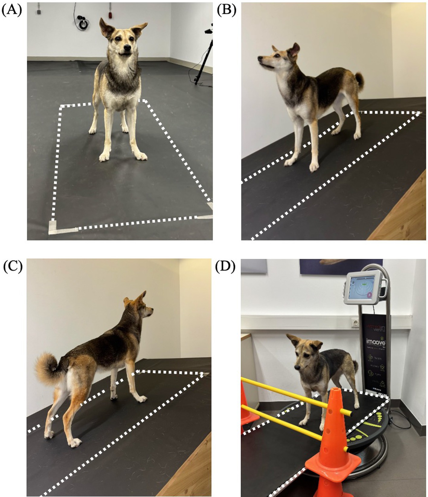 (A) A dog stands on a flat black mat outlined with white dashed lines. (B) The dog stands on an inclined plane outlined with dashed lines, looking to the side. (C) The dog faces away on another inclined plane. (D) The dog stands on exercise equipment surrounded by orange cones and yellow bars, with a monitor nearby.