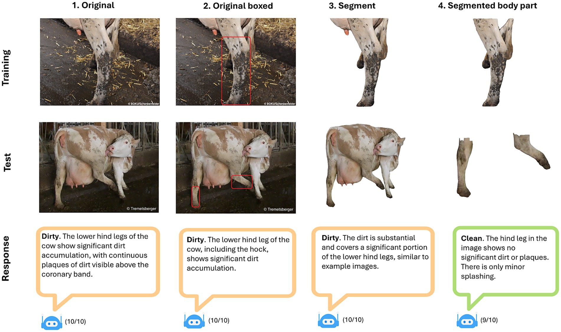 Training and test images display cow hind legs in various stages of cleanliness. Four columns show: 1. Original images, 2. Original images with segments boxed, 3. Segmented images, 4. Segmented body parts. Below, responses label legs as “Dirty” or “Clean,” based on dirt accumulation. Rate of a given response out of 10 rounds is shown underneath.