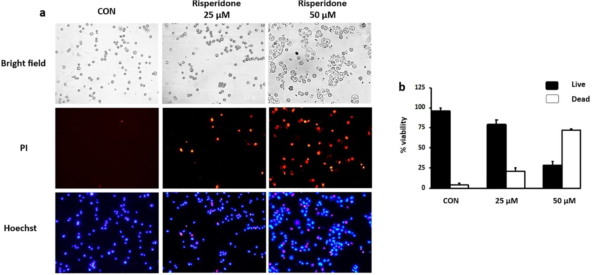 Panel a shows three sets of images: bright field, PI, and Hoechst staining of cells treated with control, 25 micromolar, and 50 micromolar risperidone. The PI images display increased red fluorescence with higher risperidone concentration, indicating more dead cells. Hoechst staining shows all nuclei in blue. Panel b is a bar chart showing cell viability percentages, with higher viability in control and decreased viability as risperidone concentration increases.