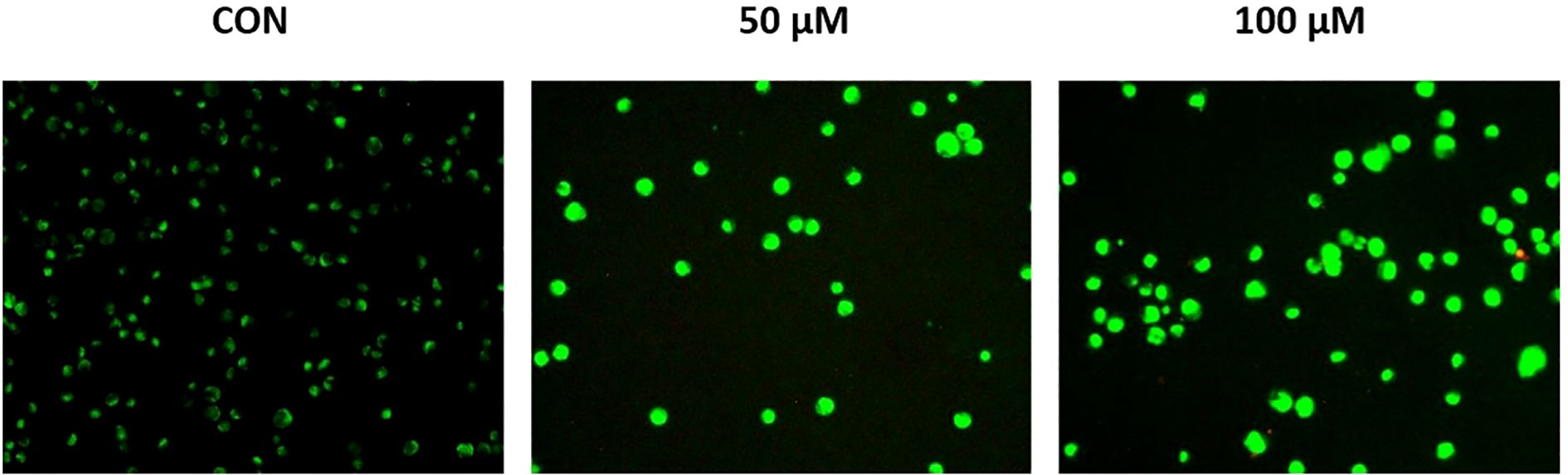 Three panels show fluorescent microscopy images with green dots representing cells. The panels are labeled “CON,” “50 µM,” and “100 µM,” showing increasing cell density from left to right.
