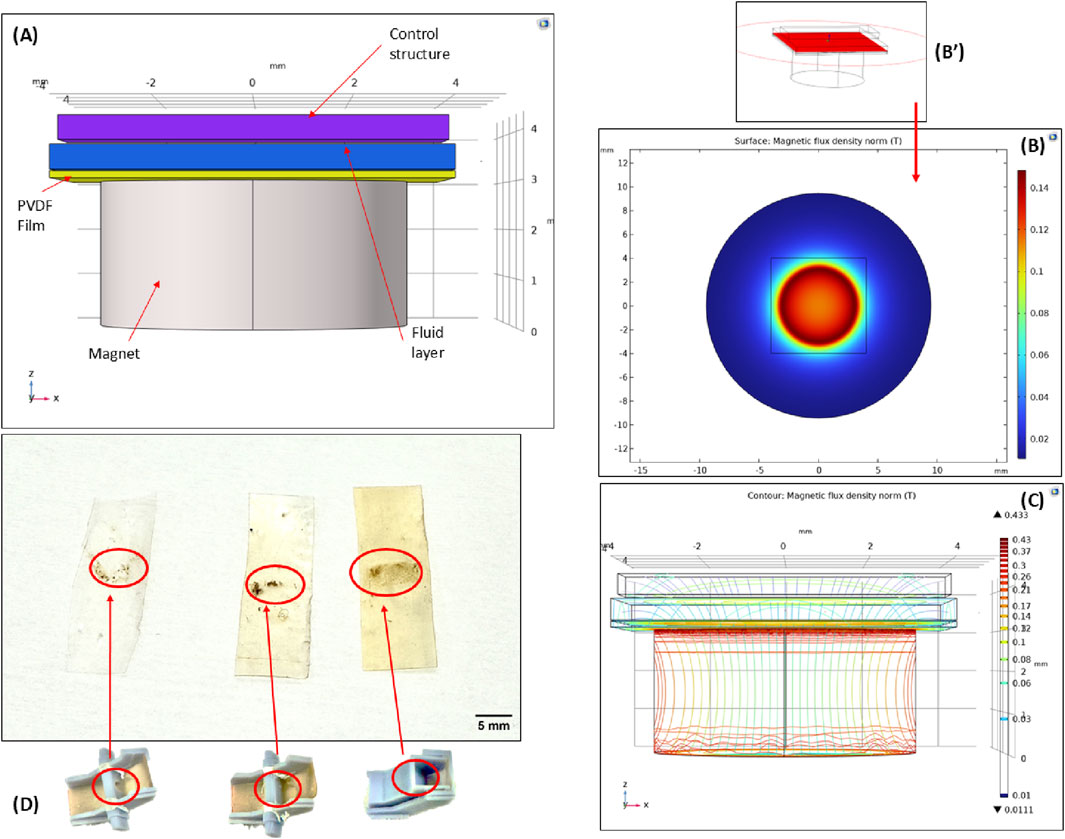 Diagram with four sections: (A) depicts a cross-sectional view of a layered structure with labels for the control structure, PVDF film, magnet, and fluid layer. (B) shows a top-down view highlighted by a magnetic flux density norm heat map, with (B') as a 3D perspective inset. (C) presents a side view of magnetic flux density contours. (D) includes photographs of three samples on tape, with red circles highlighting specific bead capture areas, each linked to images with a similar highlighted region below.
