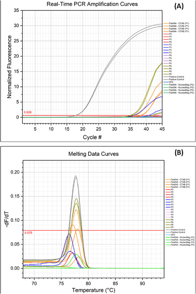 Chart A displays real-time PCR amplification curves showing normalized fluorescence against cycle number, with various sample types color-coded on the right. Chart B presents melting data curves, depicting -dF/dT against temperature, illustrating peak formation. Both graphs include control lines and multiple sample types for comparison.
