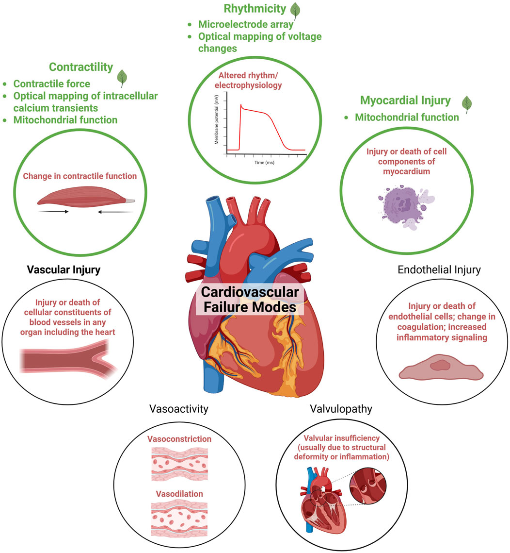 Diagram illustrating cardiovascular failure modes, featuring a central heart image with labeled circles surrounding it. Labels include rhythmicity, contractility, myocardial injury, vascular injury, endothelial injury, vasoactivity, and valvulopathy. Each label has associated text and diagrams explaining potential issues, such as altered rhythm, contractile function changes, and vascular or cellular injury.