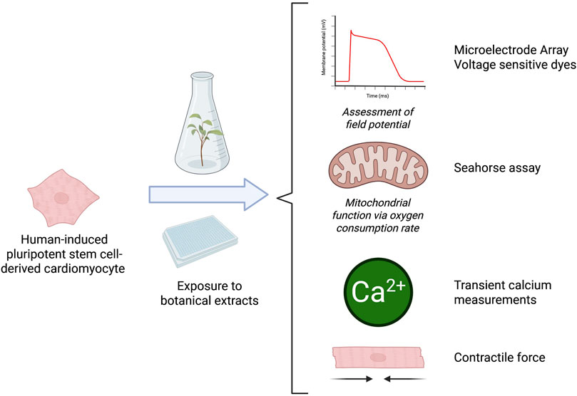 Diagram showing the assays evaluated by the botanical safety consortium’s cardiotoxicity working group. The assessment includes microelectrode array for field potential, seahorse assay for mitochondrial oxygen consumption, transient calcium measurements, and contractile force evaluation.