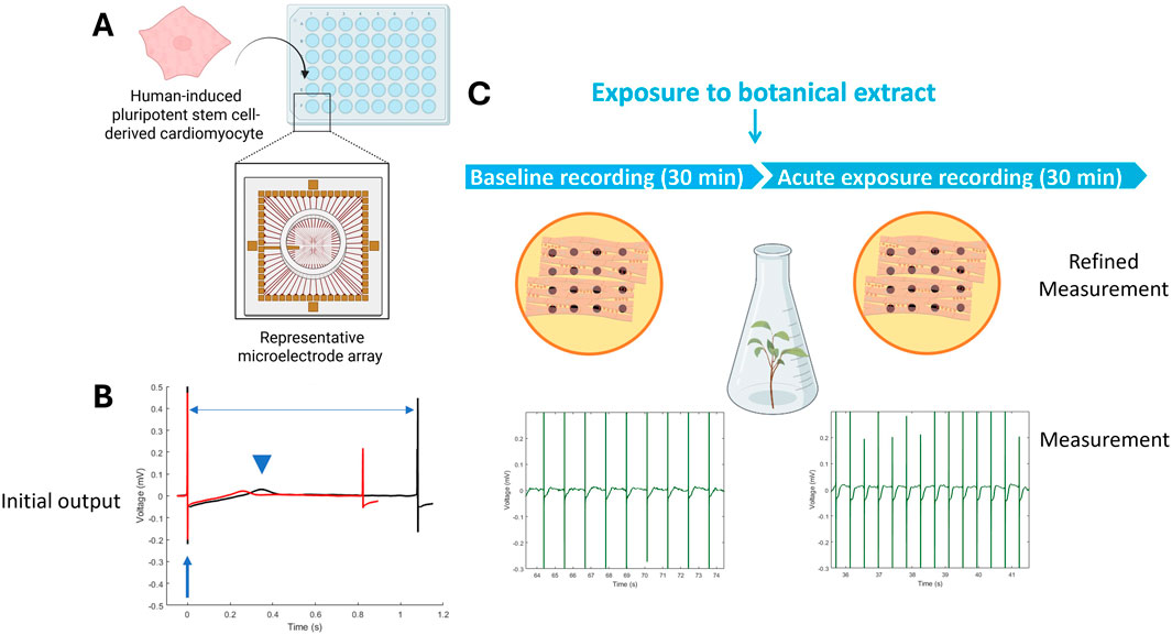 Diagram depicting a microelectrode array study on human-induced pluripotent stem cell-derived cardiomyocytes. Section A shows a microelectrode array well plate and cells. Section B displays an initial output graph of voltage over time. Section C outlines exposure to a botanical extract, with baseline and exposure recordings, and illustrates refined measurement data, including graphs showing voltage over time.