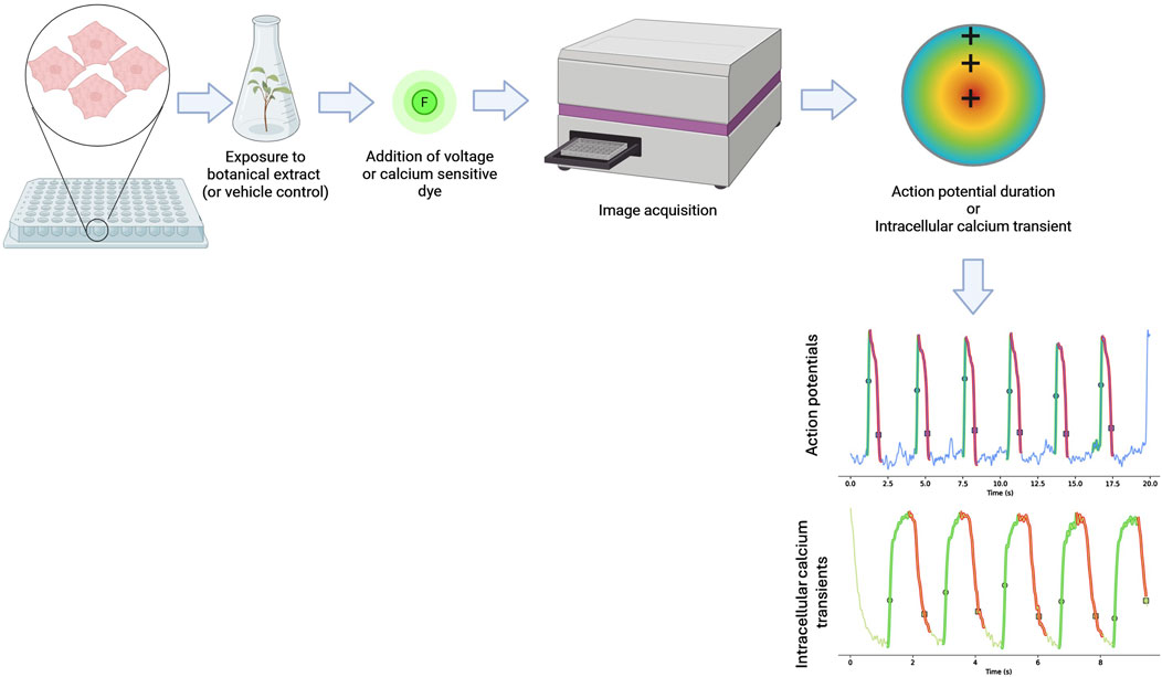 A diagram depicting a optical mapping experiment starting with cells exposed to a botanical extract or control. It proceeds with the addition of a voltage or calcium-sensitive dye, followed by image acquisition. Results include action potential duration or intracellular calcium transient. Associated graphs show action potentials and intracellular calcium transients over time.