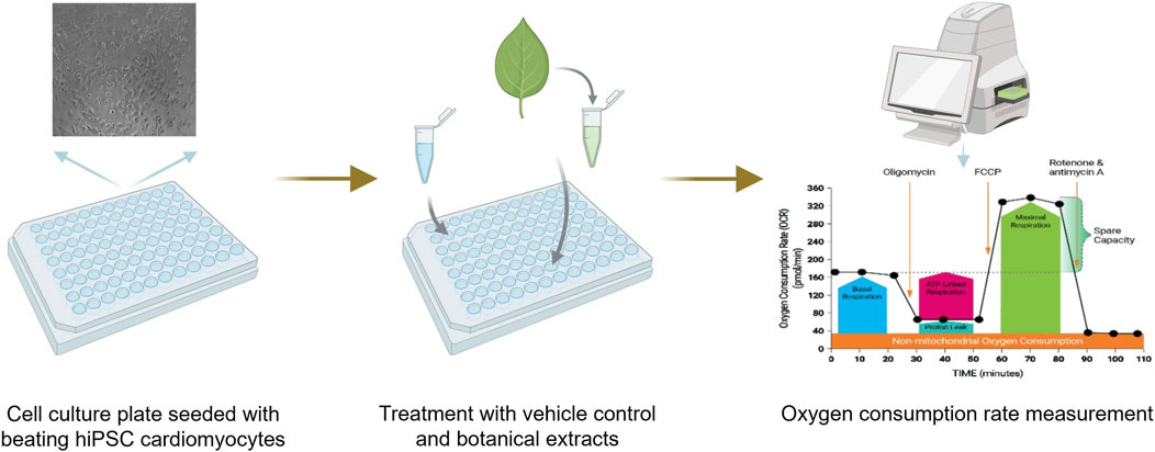 Workflow diagram of the seahorse assay starting with hiPSC cardiomyocytes seeded in a cell culture plate. The cells are treated with vehicle control or a botanical extract. The process results in oxygen consumption rate measurement using a Seahorse plate reader, as depicted in a graph of respiration states like basal, ATP-linked, and maximal respiration.