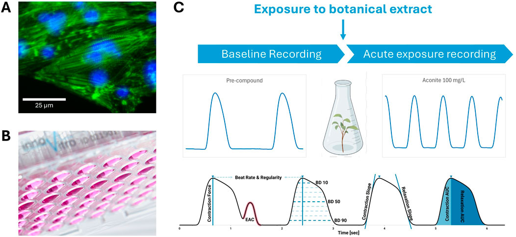Panel A shows a fluorescent microscopy image of cells with green cytoskeletons and blue nuclei. Panel B displays a multi-well plate with. Panel C illustrates an experimental setup for botanical extract exposure, showing baseline and post-exposure contraction force plots, and a contraction and relaxation graph labeled with metrics like beat rate, and contraction slope.