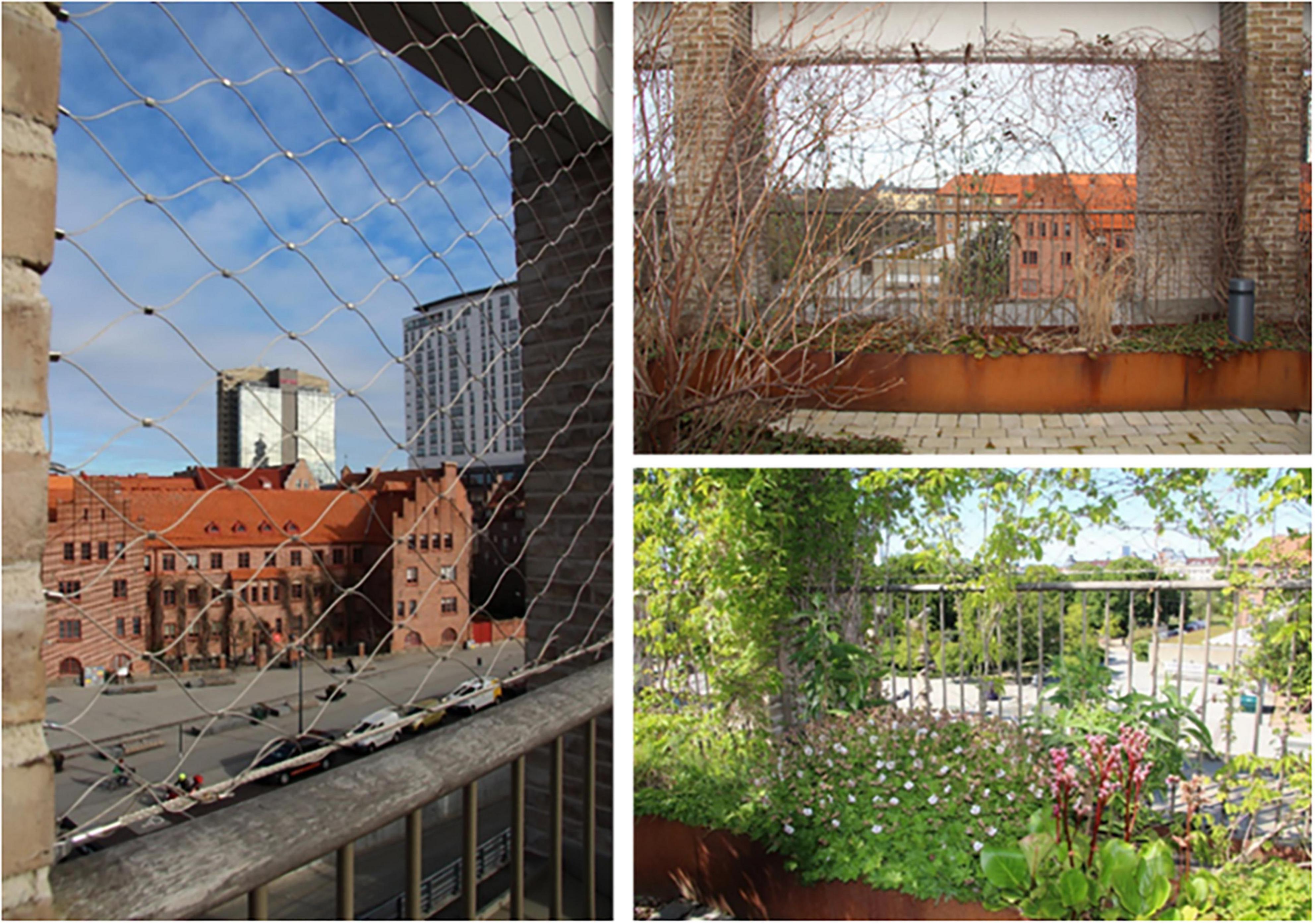 Three images depict different views from a rooftop garden. The left image shows a wire mesh overlooking an urban square with red brick buildings and a modern high-rise. The top-right image features bare vines against a brick wall with a view of similar red buildings in the background. The bottom-right image displays lush greenery and flowering plants in a planter, with surrounding trees and a road visible beyond.