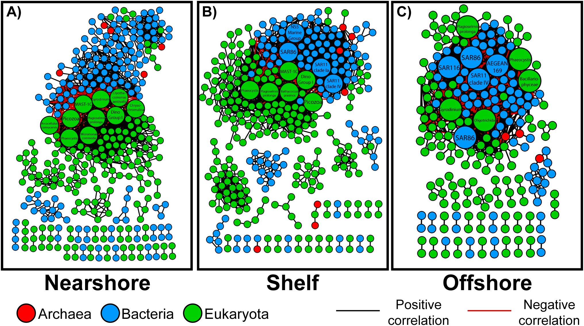 Network diagram illustrating microbial community structures across three zones: Nearshore, Shelf, and Offshore. Nodes represent Archaea (red), Bacteria (blue), and Eukaryota (green), with black lines for positive correlations and red lines for negative correlations. Key microbial groups are labeled, showing varied distribution and interaction patterns across the zones.
