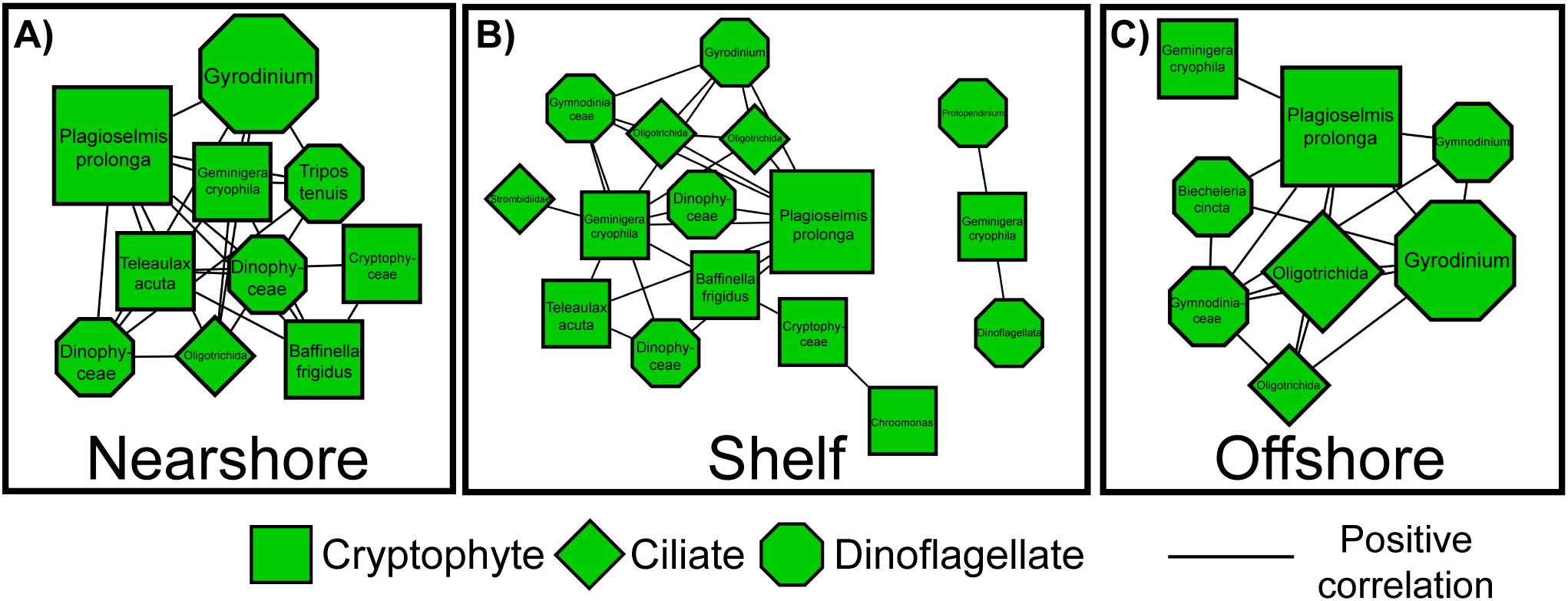 Diagram illustrating ecological networks of marine organisms in nearshore, shelf, and offshore environments. Panels A, B, and C show connections between cryptophytes, ciliates, and dinoflagellates, indicated by green shapes linked with lines representing positive correlations. Each environment displays different patterns of interactions among species, with variation in abundance and connectivity across the three settings.