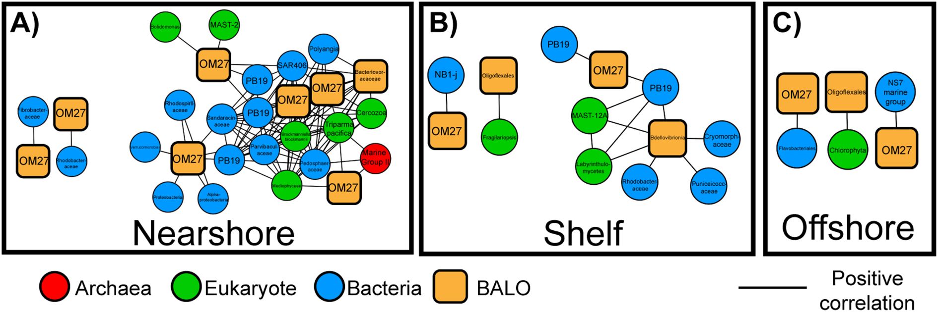 Network diagrams labeled A, B, and C depict microbial associations in Nearshore, Shelf, and Offshore environments. Circles represent microbial groups: red for Archaea, green for Eukaryotes, blue for Bacteria, and orange for BALOs. Each circle is connected by lines indicating positive correlations. Nearshore has a dense network, Shelf shows moderate connections, and Offshore displays fewer interactions.