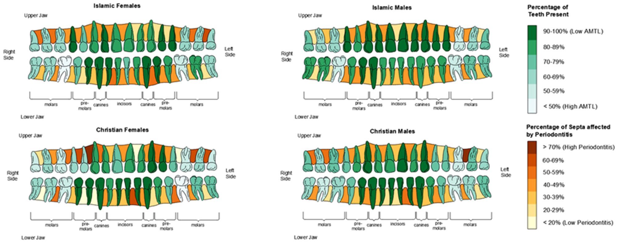 Diagrams of upper and lower jaws for Islamic and Christian males and females. Teeth are color-coded by the percentage present and periodontal disease impact, with green indicating higher tooth presence, and brown indicating higher periodontitis.