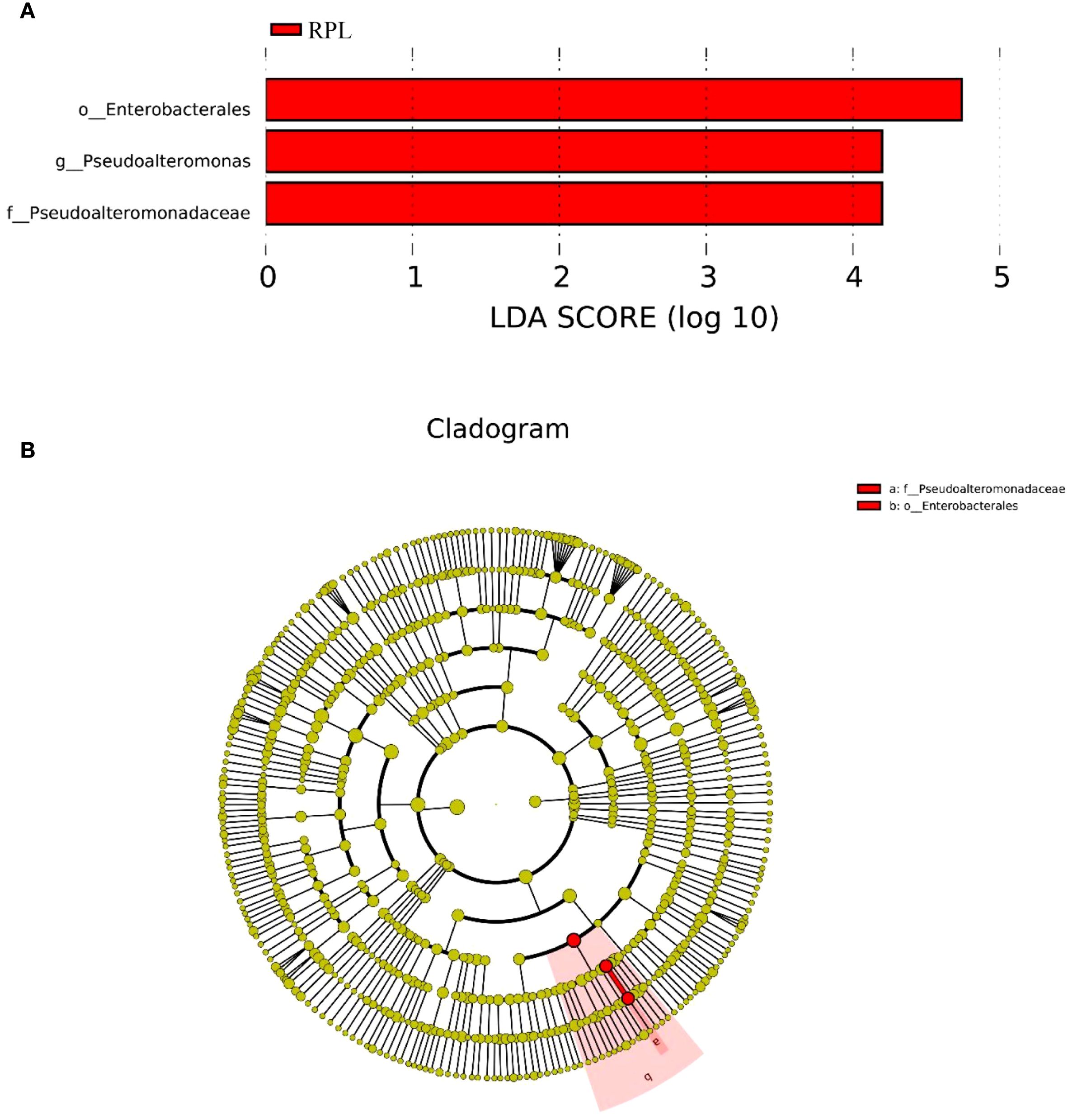 Panel A shows a horizontal bar graph with LDA scores for three groups: Enterobacterales, Pseudoalteromonas, and Pseudoalteromonadaceae, all highlighted in red. Panel B presents a circular cladogram with yellow nodes, indicating phylogenetic relationships. Highlighted sections in red correspond to the taxa from Panel A.