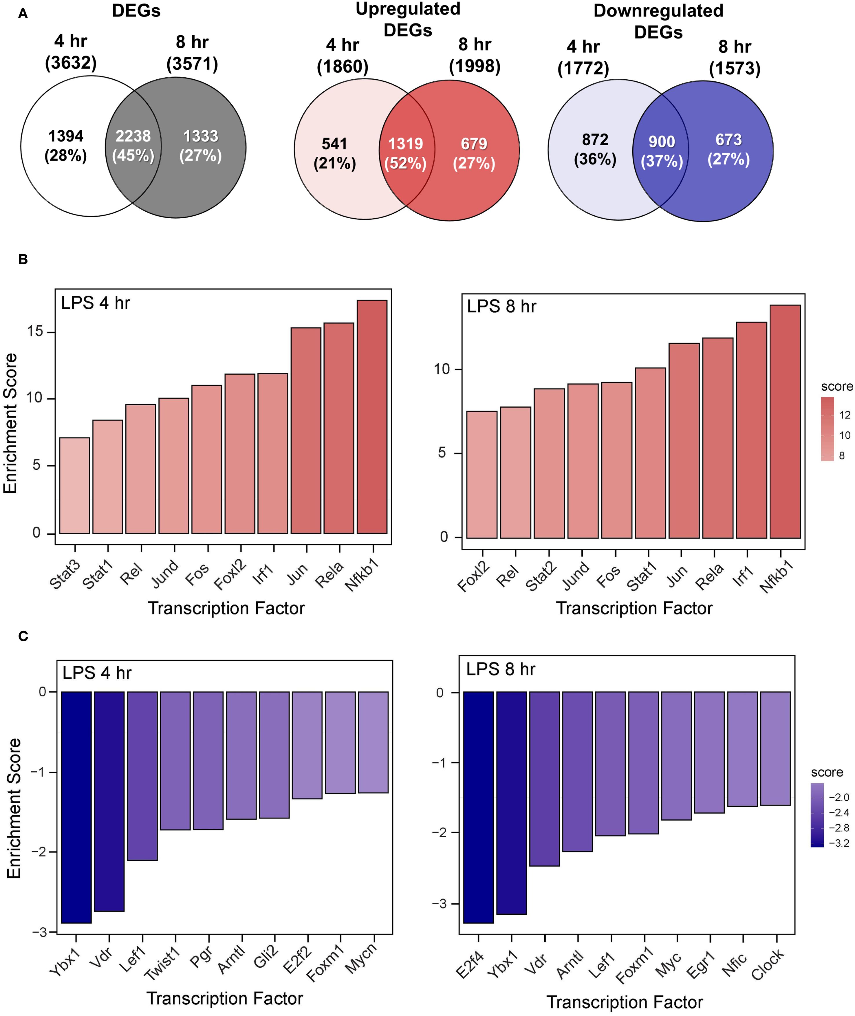 Three sections display data on differentially expressed genes (DEGs) over time. Panel A includes three Venn diagrams showing DEGs, upregulated DEGs, and downregulated DEGs at four and eight hours, with percentages. Panel B features bar charts with enrichment scores for transcription factors at four and eight hours, using shades of red. Panel C presents bar charts of enrichment scores for different transcription factors, at four and eight hours, in shades of blue.