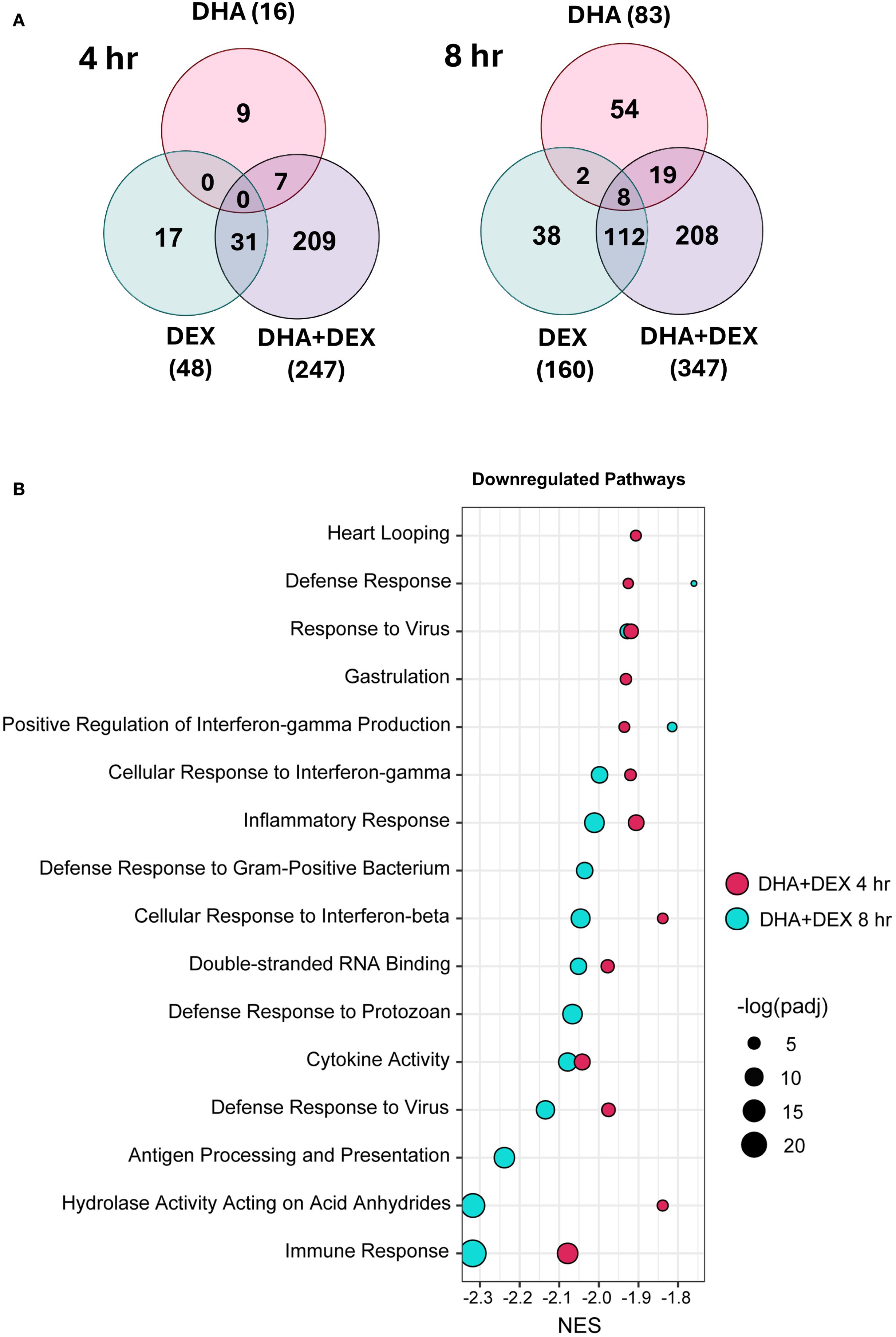 Two panels depict the effects of DHA, DEX, and their combination on pathways. Panel A features Venn diagrams comparing gene expression at four and eight hours. At four hours, DHA affects nine genes, DEX seventeen, and their combination 247, with seven overlapping genes. At eight hours, DHA affects fifty-four genes, DEX thirty-eight, and their combination 347, with nineteen overlapping genes. Panel B is a dot plot showing downregulated pathways at four and eight hours, including defense and inflammatory responses. Dots are colored and sized by NES and -log(padj), representing pathway significance.