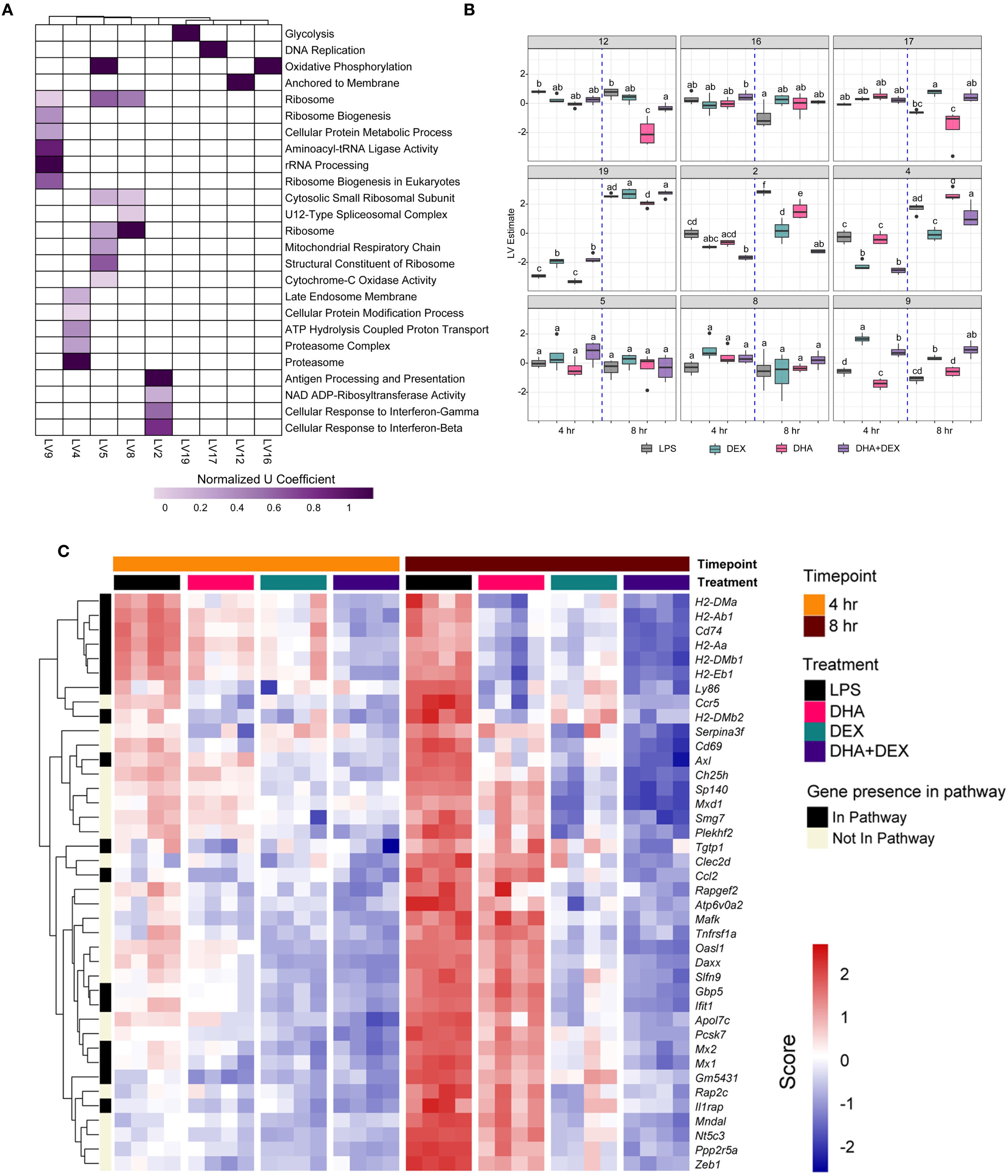 Three-part scientific data visualization. Part A: Heatmap showing normalized U coefficients for various biological processes across six conditions, with intensity indicated by a purple gradient. Part B: Box plots display LV estimates for treatments LPS, DEX, DHA, and DHA+DEX at two timepoints, with some variance across biological groups. Part C: Heatmap with hierarchical clustering, showing gene expression scores across timepoints and treatments with a blue-red gradient, with some genes marked for pathway involvement.