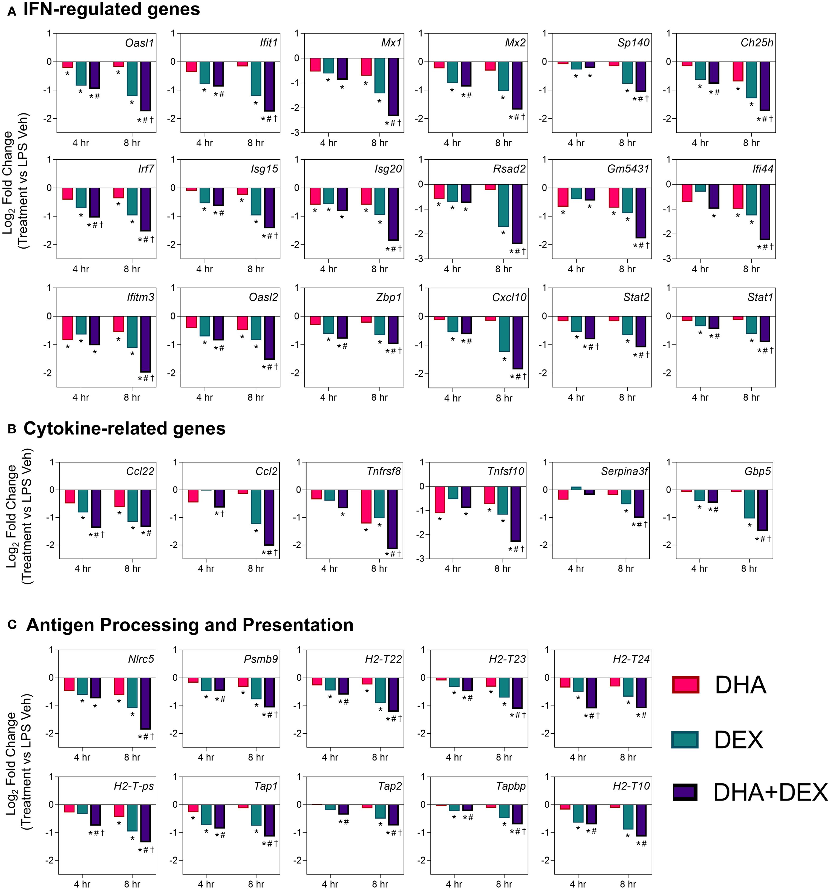 Bar charts display gene expression changes across three categories: A) IFN-regulated genes, B) Cytokine-related genes, and C) Antigen Processing and Presentation. Each group shows log2 fold changes at four and eight hours, comparing treatments: DHA (red), DEX (green), and DHA+DEX (purple). Gene names are labeled above corresponding charts, indicating varied expression levels under different treatments and time points. Asterisks indicate statistical significance.