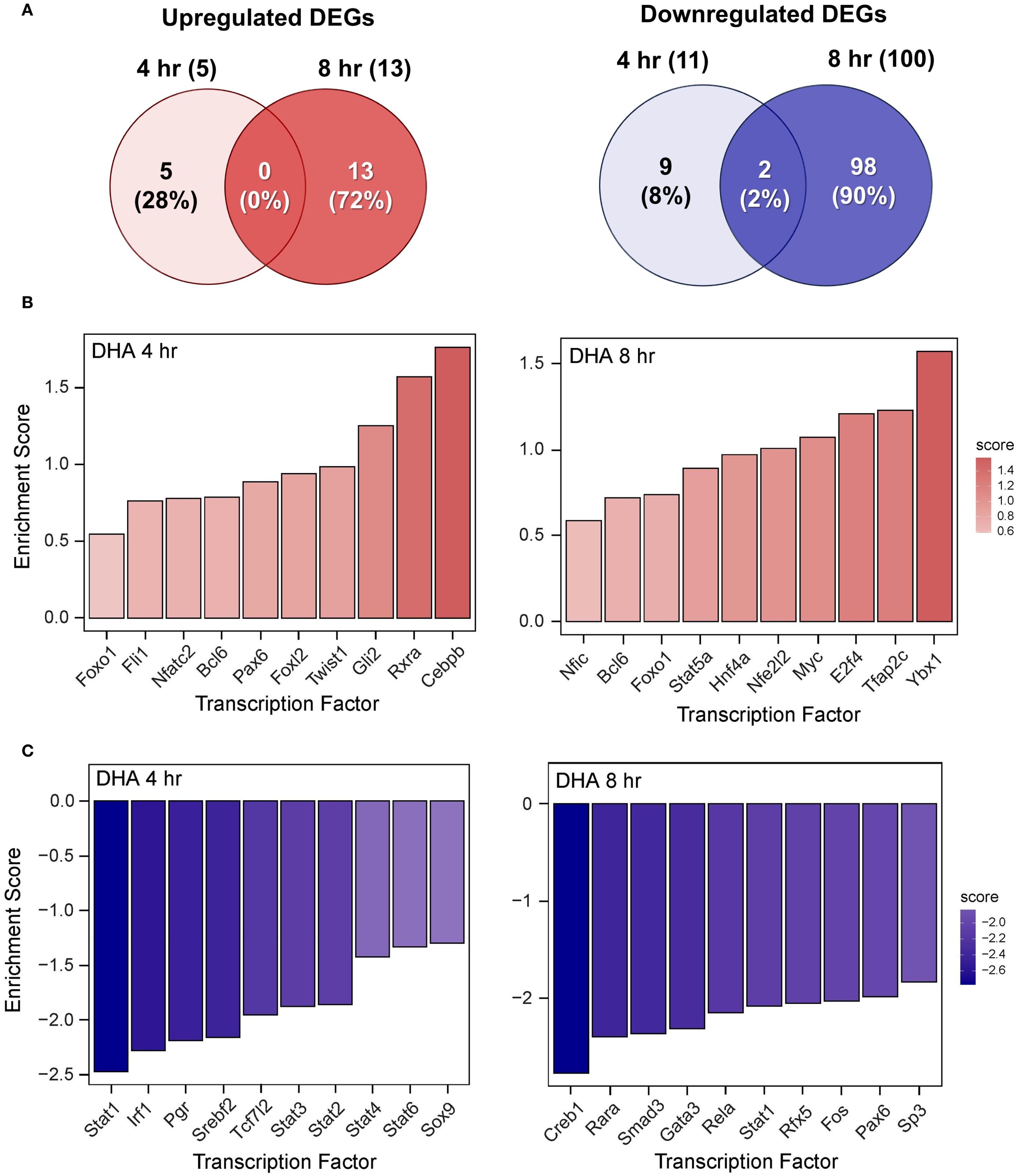 Venn diagrams and bar charts showing differentially expressed genes (DEGs) analysis. Panel A displays Venn diagrams for upregulated and downregulated DEGs at 4 and 8 hours. Panel B presents bar charts of enrichment scores for transcription factors at 4 and 8 hours with upregulated DEGs. Panel C shows bar charts of enrichment scores for transcription factors at 4 and 8 hours with downregulated DEGs. Enrichment scores vary based on transcription factors, highlighted by different color intensities.