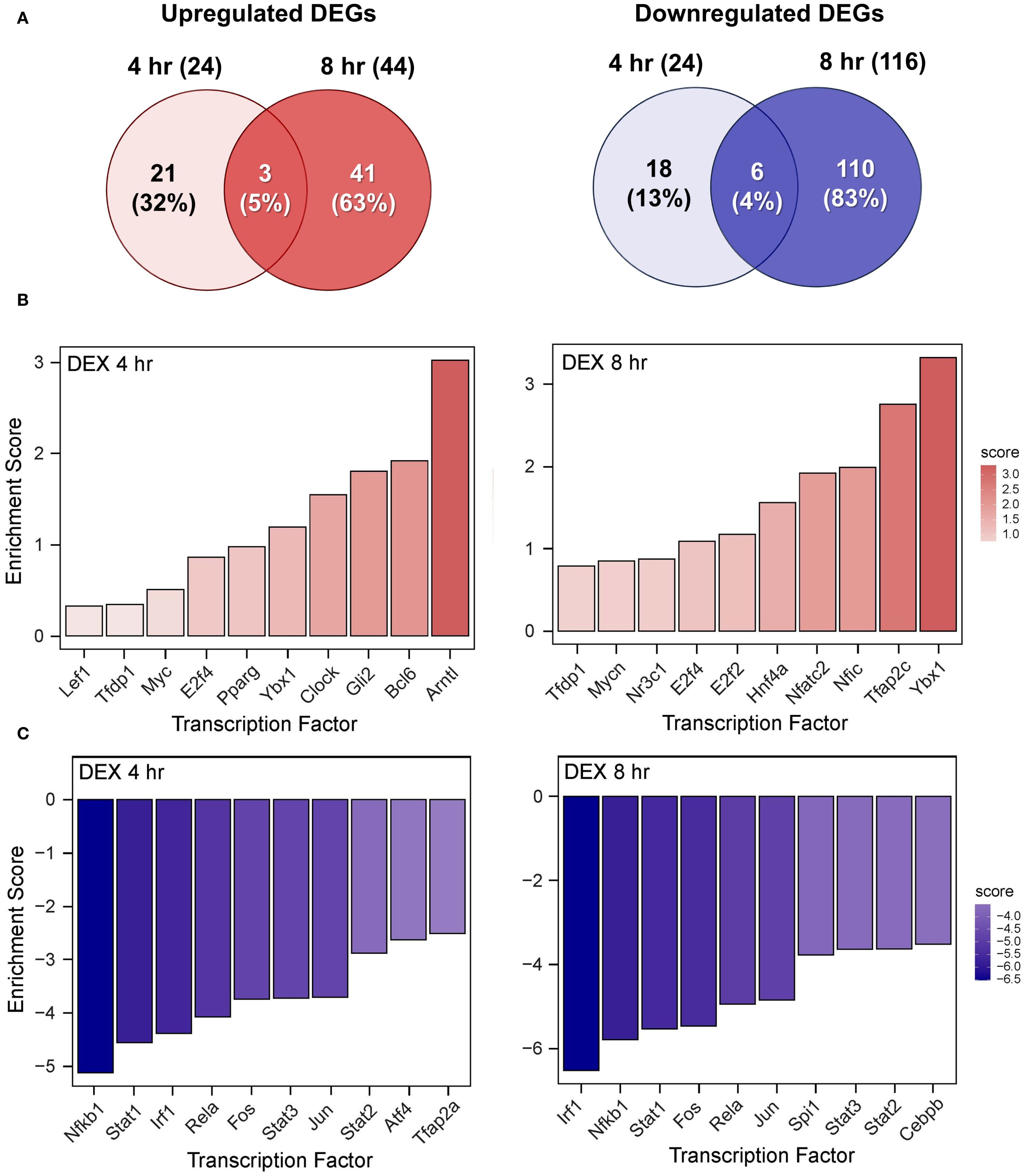 Panel A shows Venn diagrams of upregulated and downregulated differentially expressed genes (DEGs) at four and eight hours. The upregulated DEGs have 21 unique to four hours, 41 unique to eight hours, and 3 shared between both. The downregulated DEGs have 18 unique to four hours, 110 unique to eight hours, and 6 shared. Panel B presents bar charts of enrichment scores for upregulated transcription factors at four and eight hours, highlighting Arntl and Ybx1 with the highest scores. Panel C displays bar charts for downregulated transcription factors, with Nfkb1 and Irf1 having the lowest scores.