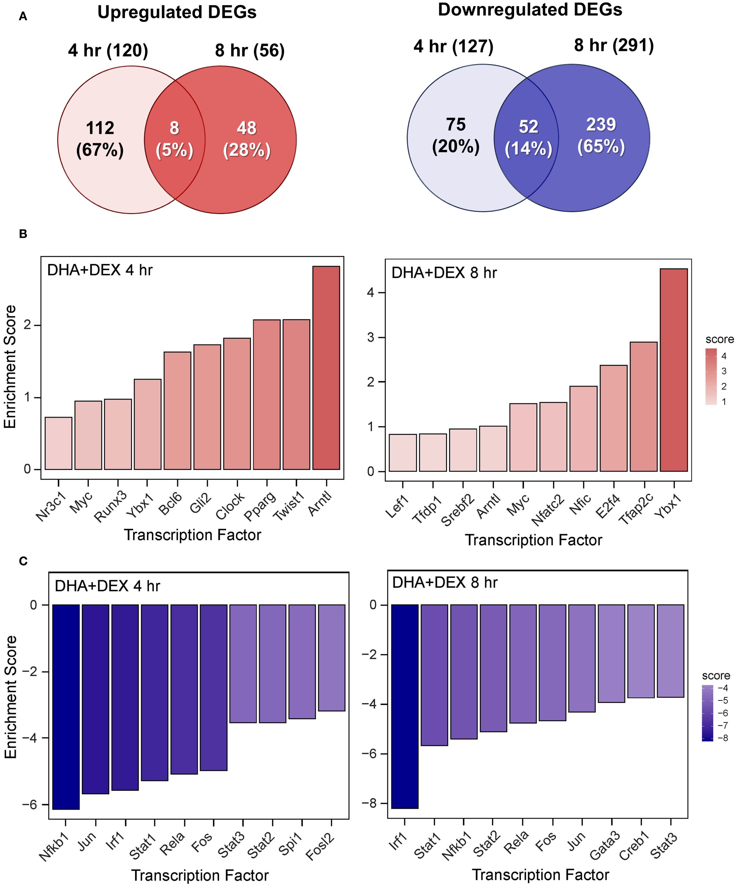 Venn diagrams and bar charts analyzing gene expression. Venn diagrams show upregulated and downregulated differentially expressed genes (DEGs) at 4 and 8 hours. Bar charts display enrichment scores for transcription factors at 4 and 8 hours under DHA+DEX treatment, with warmer colors indicating higher scores for upregulation, and cooler colors for downregulation.