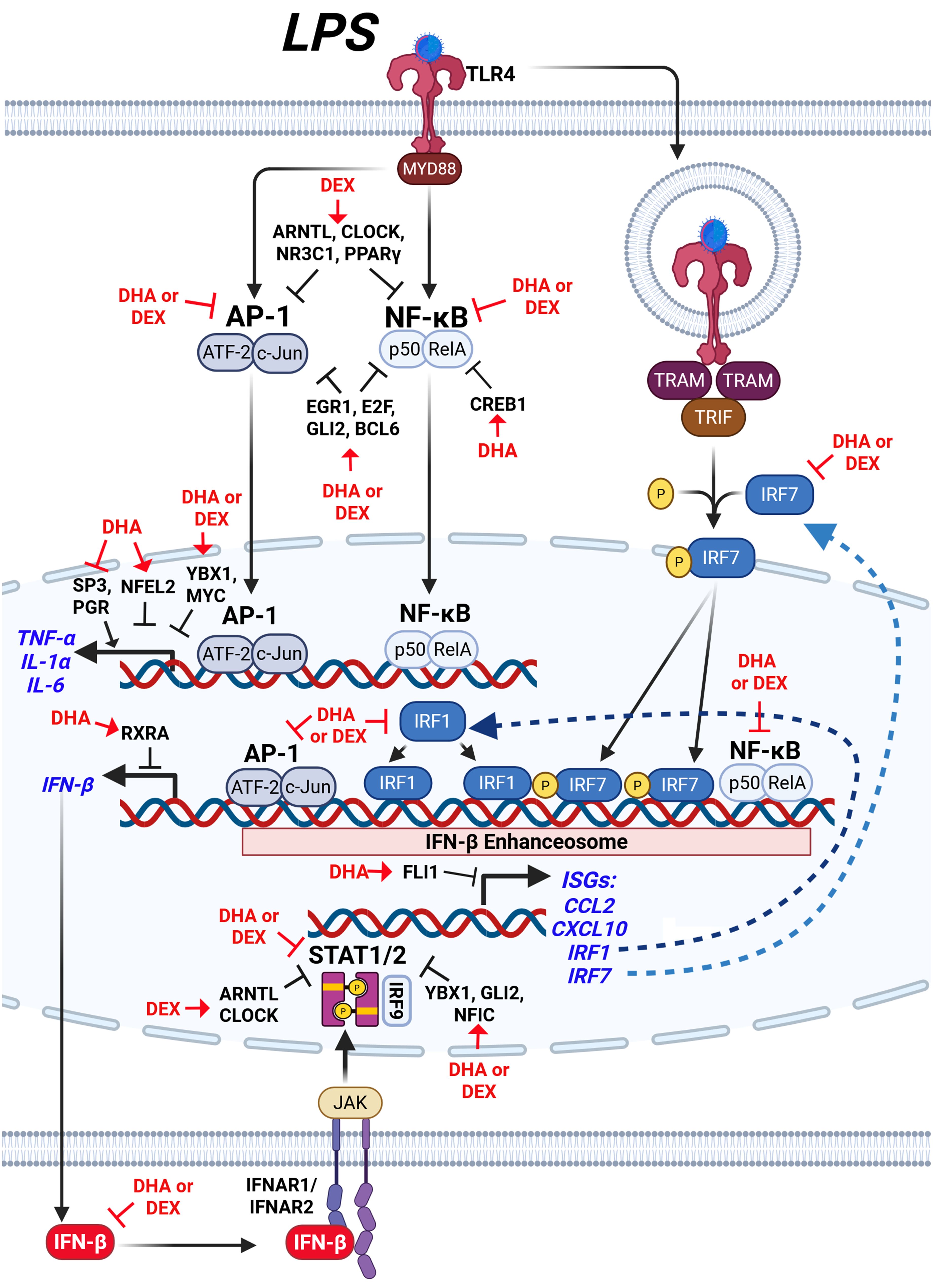 Diagram illustrating the signaling pathway involving LPS, TLR4, and MYD88 leading to activation of transcription factors AP-1 and NF-κB, which regulate gene expression. DHA or DEX modulates this pathway at various points, affecting proteins like ATF-2, c-Jun, p50, and IRF7, influencing the transcription of genes like TNF-α, IL-1α, IL-6, and IFN-β. Outcomes include changes in ISGs expression, shown in blue. The interactions are marked with connecting lines and arrows, with inhibitory actions highlighted in red.