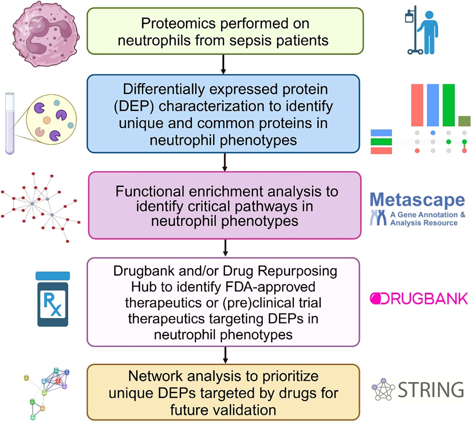 Flowchart illustrating a multi-step process for analyzing neutrophils in sepsis patients. Steps include proteomics, identification of differentially expressed proteins (DEPs), functional enrichment analysis via Metascape, identification of FDAapproved drugs through Drugbank and Drug Repurposing Hub, and network analysis using STRING for validation.