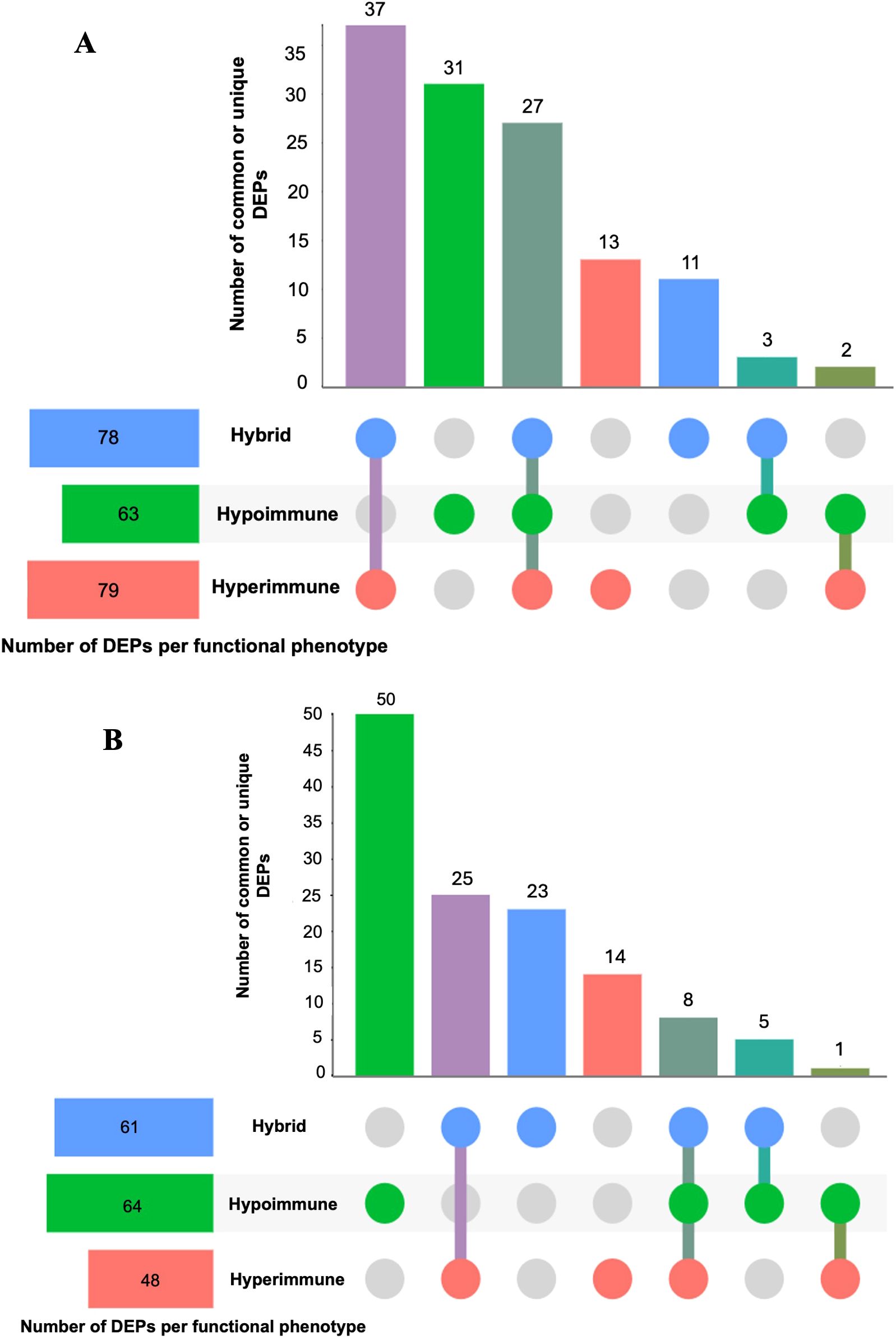 Bar graphs labeled A and B showing the number of common or unique differentially expressed proteins (DEPs) per functional phenotype:Hybrid, Hypoimmune and Hyperimmune. Graph A shows the highest bar at 37 for Hyperimmune-Hybrid and the lowest at 2 for Hypoimmune-Hyperimmune. Graph B shows the highest bar at 50 for Hypoimmune and the lowest at 1 for Hypoimmune-Hybrid. Below each graph, an Upset-style plot illustrates the intersections of DEPs across the phenotypes with colored circles and lines.