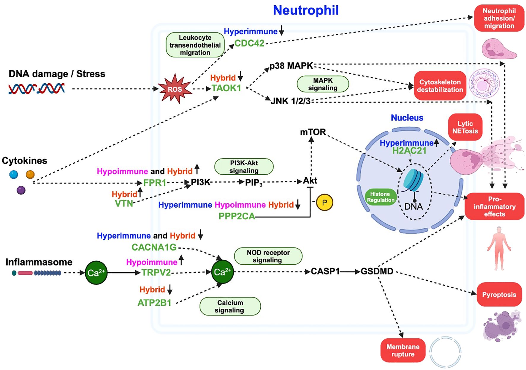 Diagram illustrating the signaling pathways in neutrophils triggered by DNA damage, stress, cytokines, and inflammasomes leading to outcomes like neutrophil adhesion, cytoskeleton destabilization, lytic NETosis, pro-inflammatory effects, pyroptosis, and membrane rupture. Involves elements such as ROS, PI3K-Akt signaling, MAPK signaling, and calcium signaling, with various interactions highlighting hyperimmune, hypoimmune, and hybrid responses.