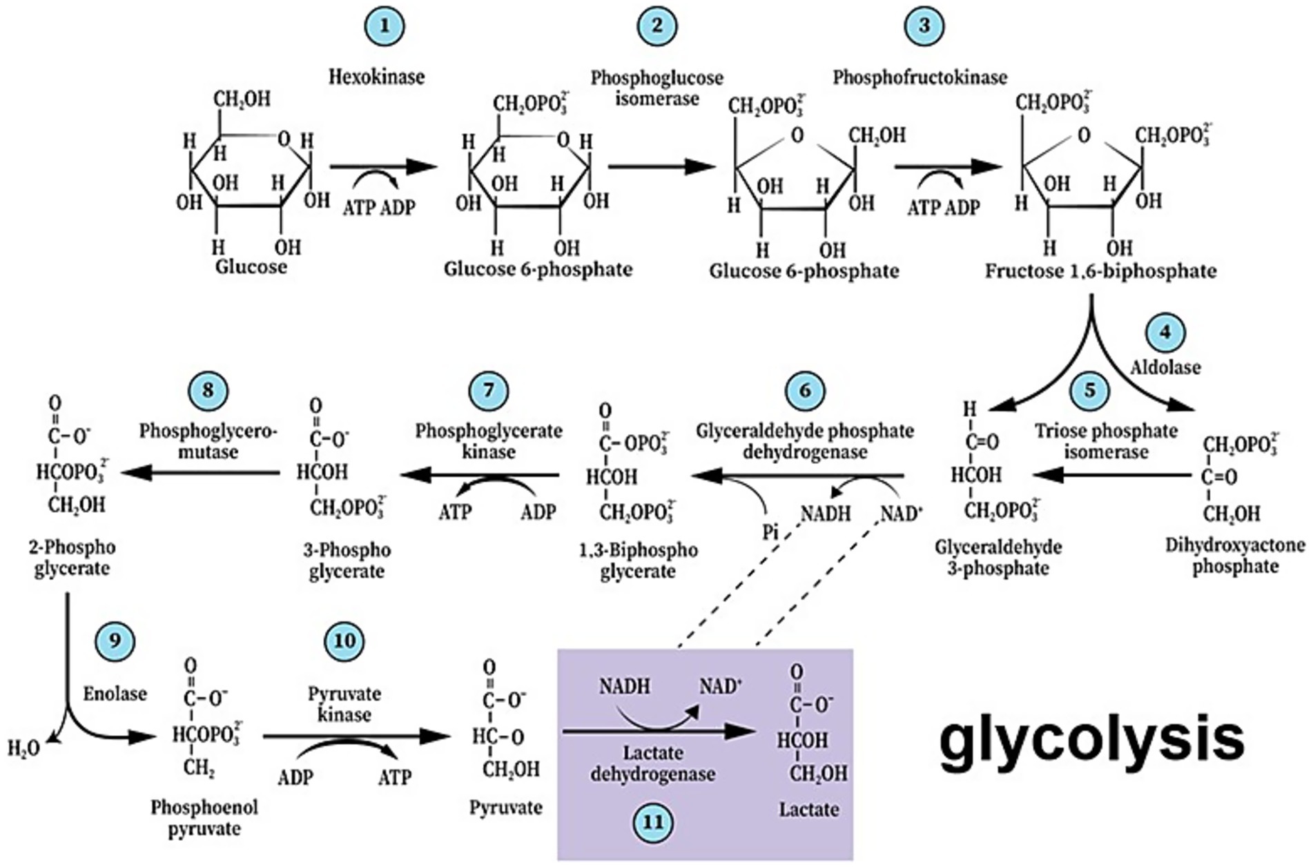 Diagram illustrating the glycolysis metabolic pathway with numbered steps and enzymes involved: hexokinase, phosphoglucose isomerase, phosphofructokinase, aldolase, triose phosphate isomerase, glyceraldehyde phosphate dehydrogenase, phosphoglycerate kinase, phosphoglyceromutase, enolase, and pyruvate kinase. Reactions occur with energy carriers like ATP and NADH, and metabolites such as glucose, fructose 1,6-bisphosphate, dihydroxyacetone phosphate, and pyruvate are shown. Lactate dehydrogenase converts pyruvate to lactate.