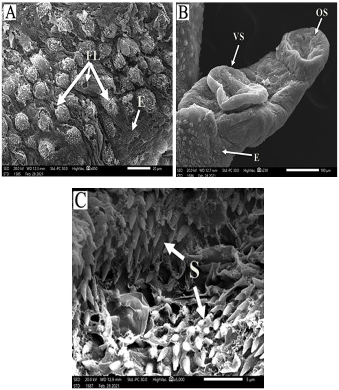 Panel A shows a close-up of rough, spherical formations labeled “FL” and an area labeled “E”. Panel B displays a tubular structure with labels “VS” for the main tube, “OS” for an opening, and “E” for the surface. Panel C features a jagged surface labeled “S”, with a complex arrangement beneath. Each panel includes an electron microscope scale bar.