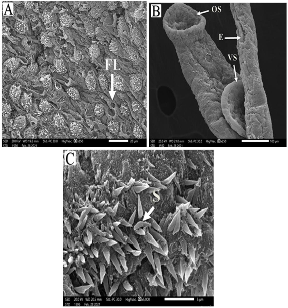 Composite of three scanning electron microscope (SEM) images labeled A, B, and C. A shows a textured surface with rounded formations labeled “FL.” B depicts tubular structures labeled “OS,” “E,” and “VS.” C displays sharp, needle-like formations labeled “S.” Scale bars vary among images.
