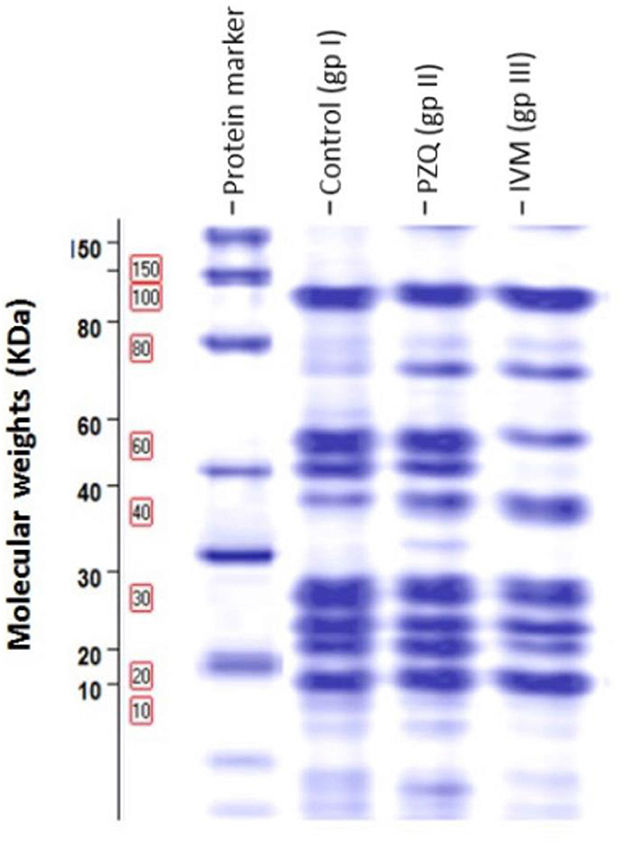Gel electrophoresis image showing protein bands under various conditions: protein marker lane and three experimental lanes labeled as Control (gp I), PZQ (gp II), and IVM (gp III). Molecular weights are marked on the left, ranging from 10 to 150 kilodaltons.