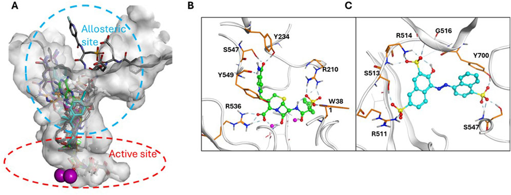 Molecular structure analysis with three panels. Panel A shows a 3D protein structure highlighting the allosteric and active sites with dashed circles. Panels B and C provide zoomed views of interactions at the allosteric site with labeled residues such as Y234, R210, and W38. Various molecular interactions are depicted using colored lines and bonds.