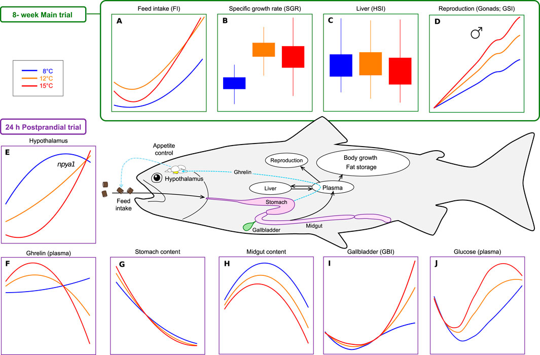 Diagram showing the results of a study on fish, highlighting an eight-week main trial and a twenty-four-hour postprandial trial. The main trial assesses feed intake, specific growth rate, liver, and reproductive organ metrics at different temperatures (8°C, 12°C, 15°C). The postprandial trial examines npya1 expression in the hypothalamus, ghrelin in plasma, and contents in the stomach, midgut, gallbladder, and glucose levels. Graphs and a fish illustration depict the relationships between appetite control, body growth, and reproduction.