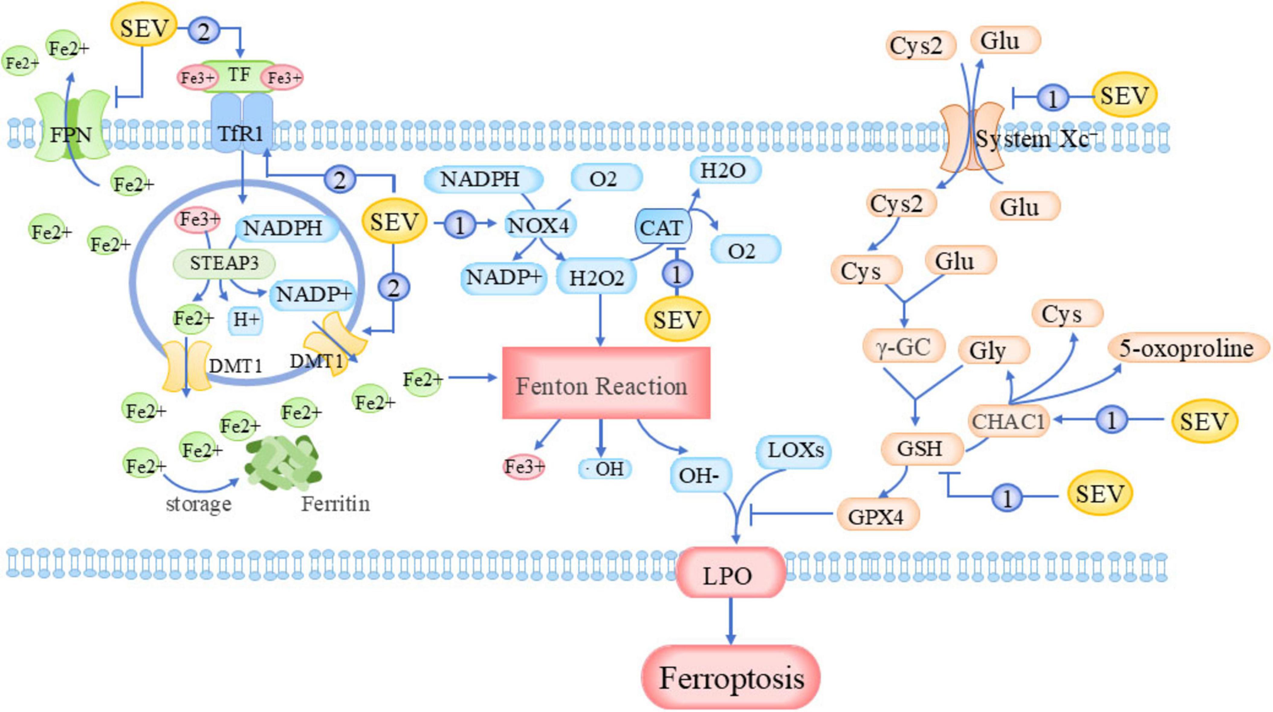sevoflurane-induced ferroptosis through three distinct mechanisms: (1) Enhanced cellular iron uptake and reduced iron efflux (via upregulation of TfR1 and DMT1, coupled with FPN suppression); (2) Disruption of the antioxidant defense system, leading to abnormal accumulation of lipid peroxides and H2O2; (3) Induction of lipid metabolic imbalance through GPX4 downregulation. Collectively, these pathways synergistically promote ferroptotic cell death.