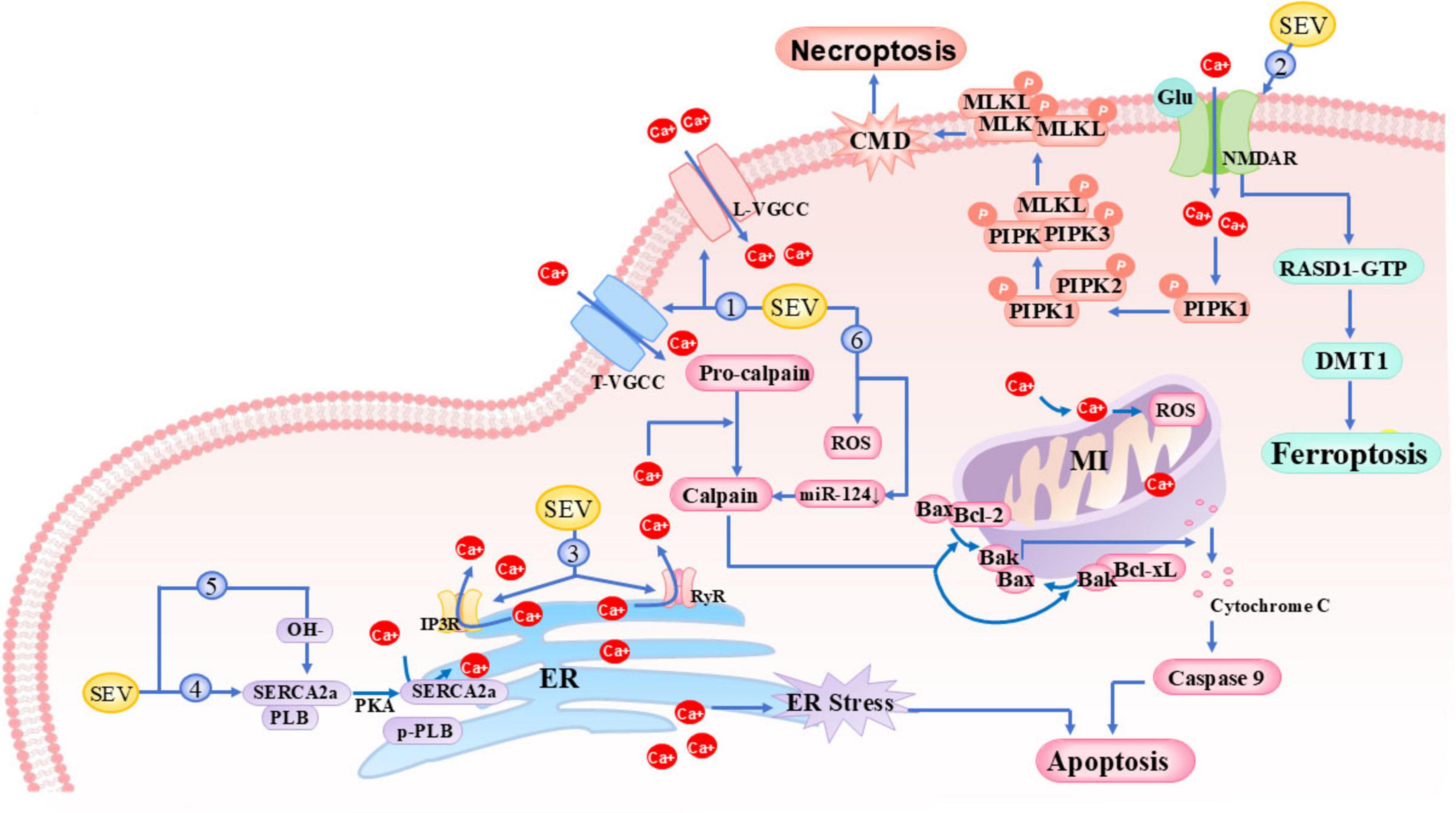 sevoflurane-induced calcium overload through two primary pathways: (1) Enhanced calcium influx via activation of membrane calcium channels (L-type and T-type VGCCs) and NMDA receptors (NMDARs); (2) Increased endoplasmic reticulum calcium release through RyR and IP3R activation. This dysregulation ultimately triggers both apoptotic and necroptotic cell death pathways.
