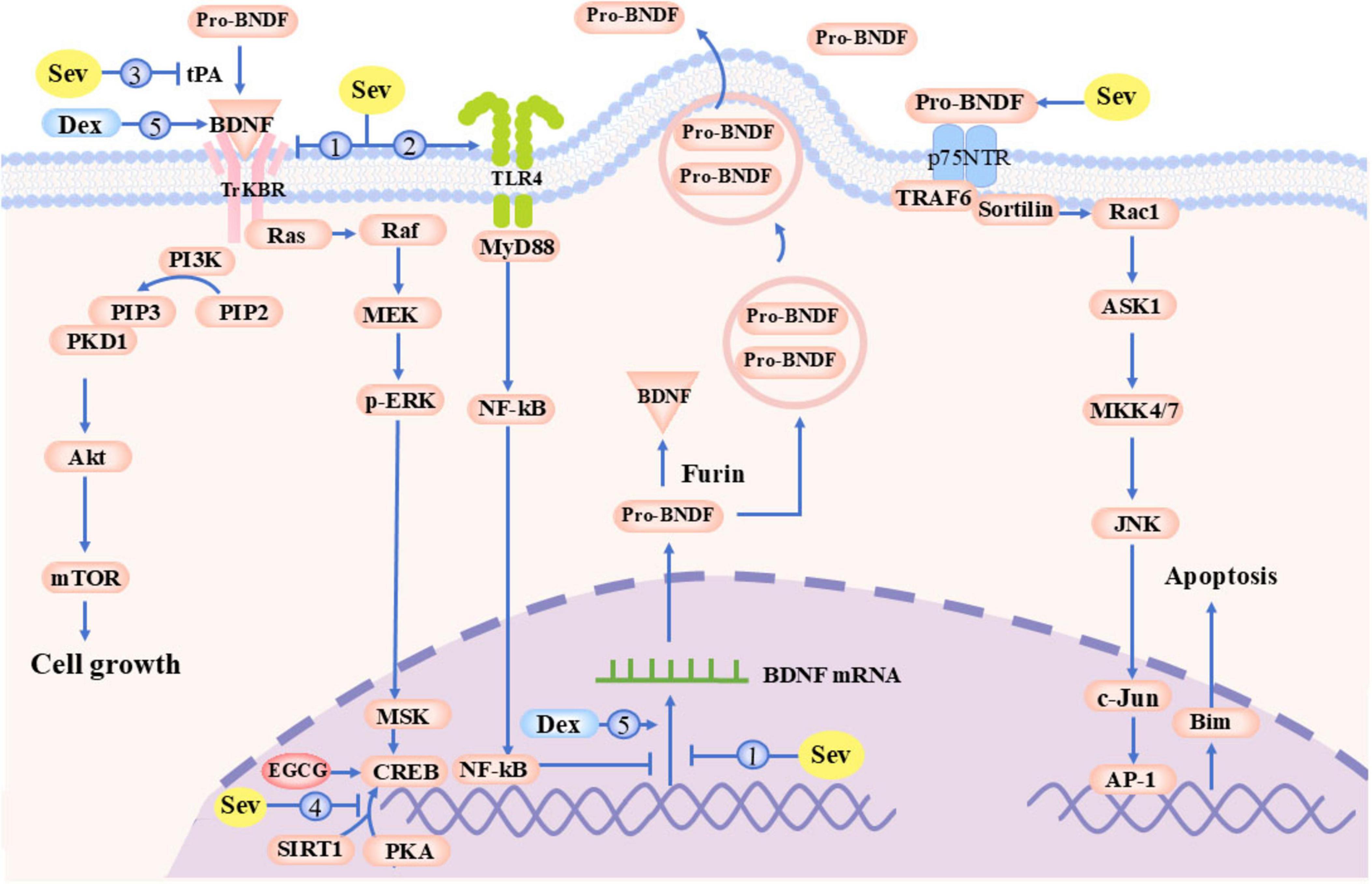 sevoflurane-mediated disruption of BDNF signaling through three distinct mechanisms: (1) Suppression of BDNF gene transcription via TLR4 activation and CREB inhibition; (2) Impaired BDNF maturation through reduced conversion of pro-BDNF to mature BDNF; (3) Enhanced pro-BDNF-induced apoptotic signaling.