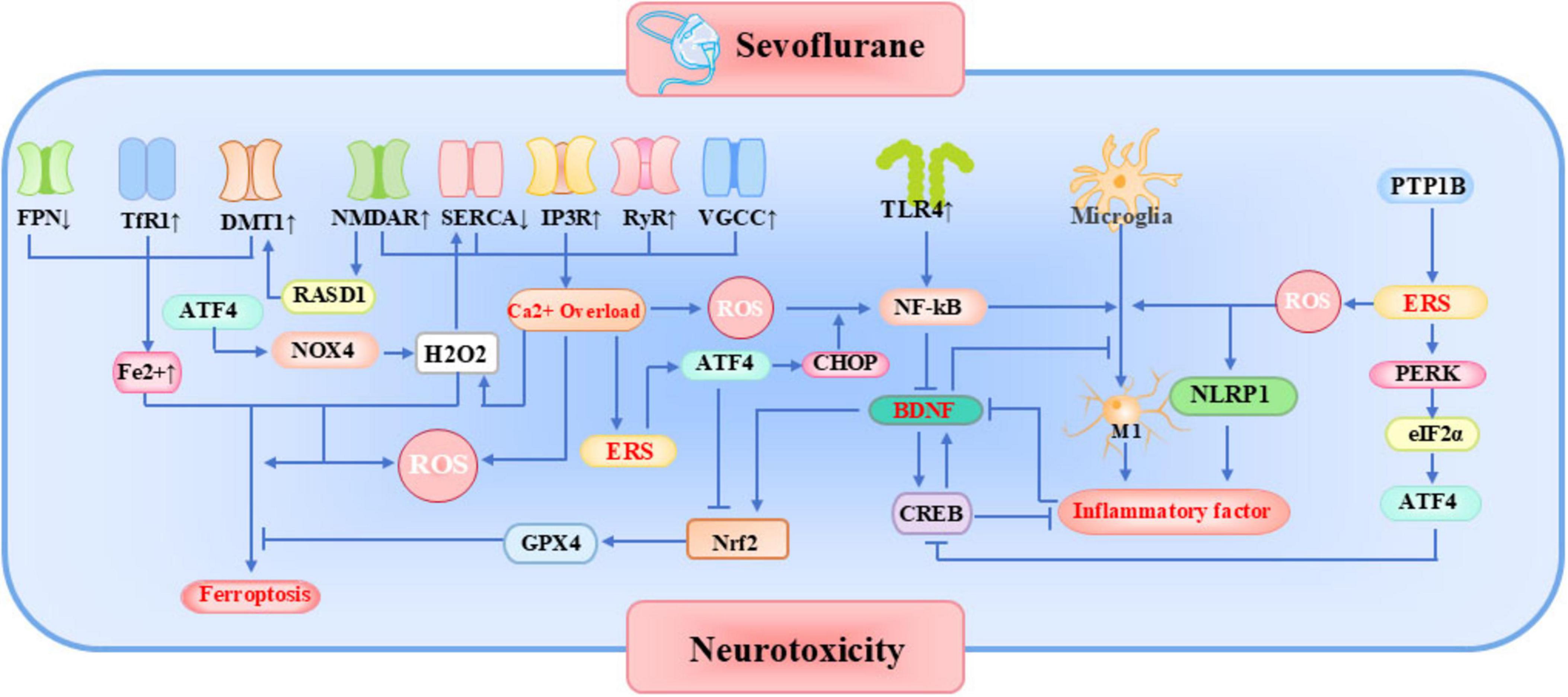 Interconnected molecular pathways underlying sevoflurane neurotoxicity. The five primary mechanisms form a vicious cycle through crosstalk mediators including: (1) ROS overproduction, (2) ATF4-mediated stress responses, (3) BDNF signaling disruption, and (4) CHOP-dependent apoptosis.