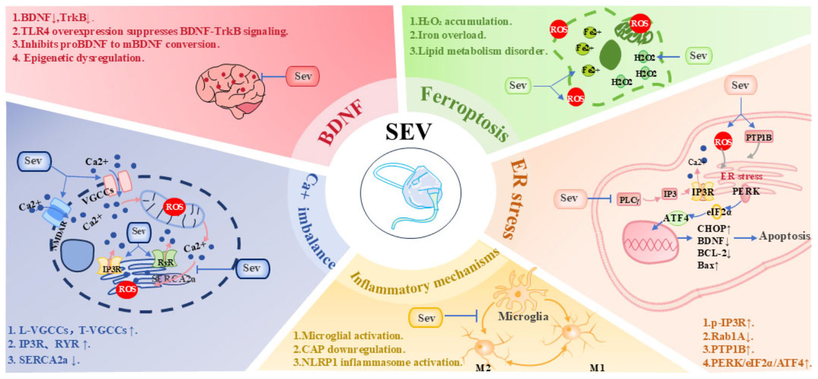 Five key molecular mechanisms of sevoflurane neurotoxicity: (1) Promotion of ferroptosis, (2) Induction of ER stress, (3) Suppression of BDNF synthesis, (4) Calcium overload, and (5) Neuroinflammation.