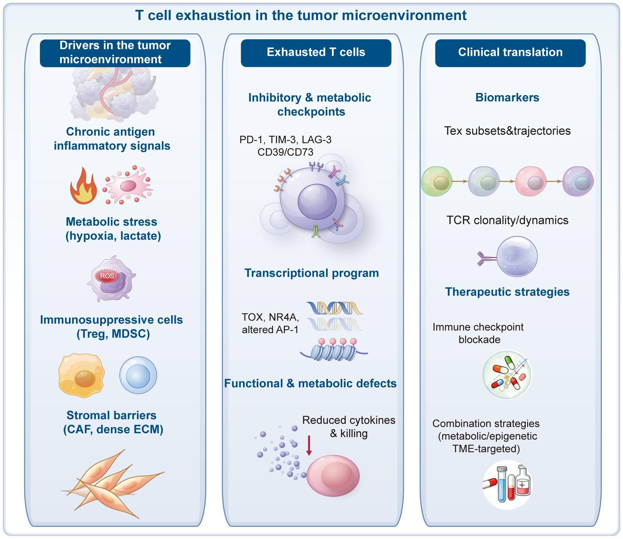 Infographic titled “T cell exhaustion in the tumor microenvironment” with three columns. The first column, “Drivers in the tumor microenvironment,” lists chronic antigen signals, metabolic stress, immunosuppressive cells, and stromal barriers. The second column, “Exhausted T cells,” includes inhibitory checkpoints, transcriptional program changes, and functional defects. The third column, “Clinical translation,” covers biomarkers and therapeutic strategies like immune checkpoint blockade and combination strategies. Each column features relevant images and symbols.