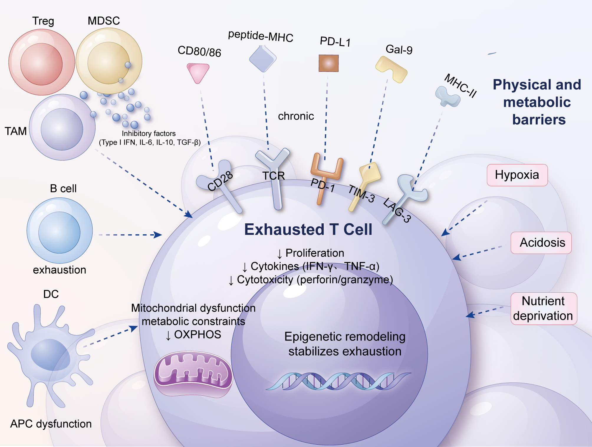 Illustration of T cell exhaustion showing various immune cells and inhibitory factors interacting with an exhausted T cell. Includes Treg, MDSC, B cell, DC, TAM releasing inhibitory factors, and physical and metabolic barriers like hypoxia and acidosis. Highlights receptors like PD-1, TIM-3, and LAG-3. Describes effects like reduced proliferation, cytokine production, and cytotoxicity, with mitochondrial dysfunction and epigenetic remodeling.