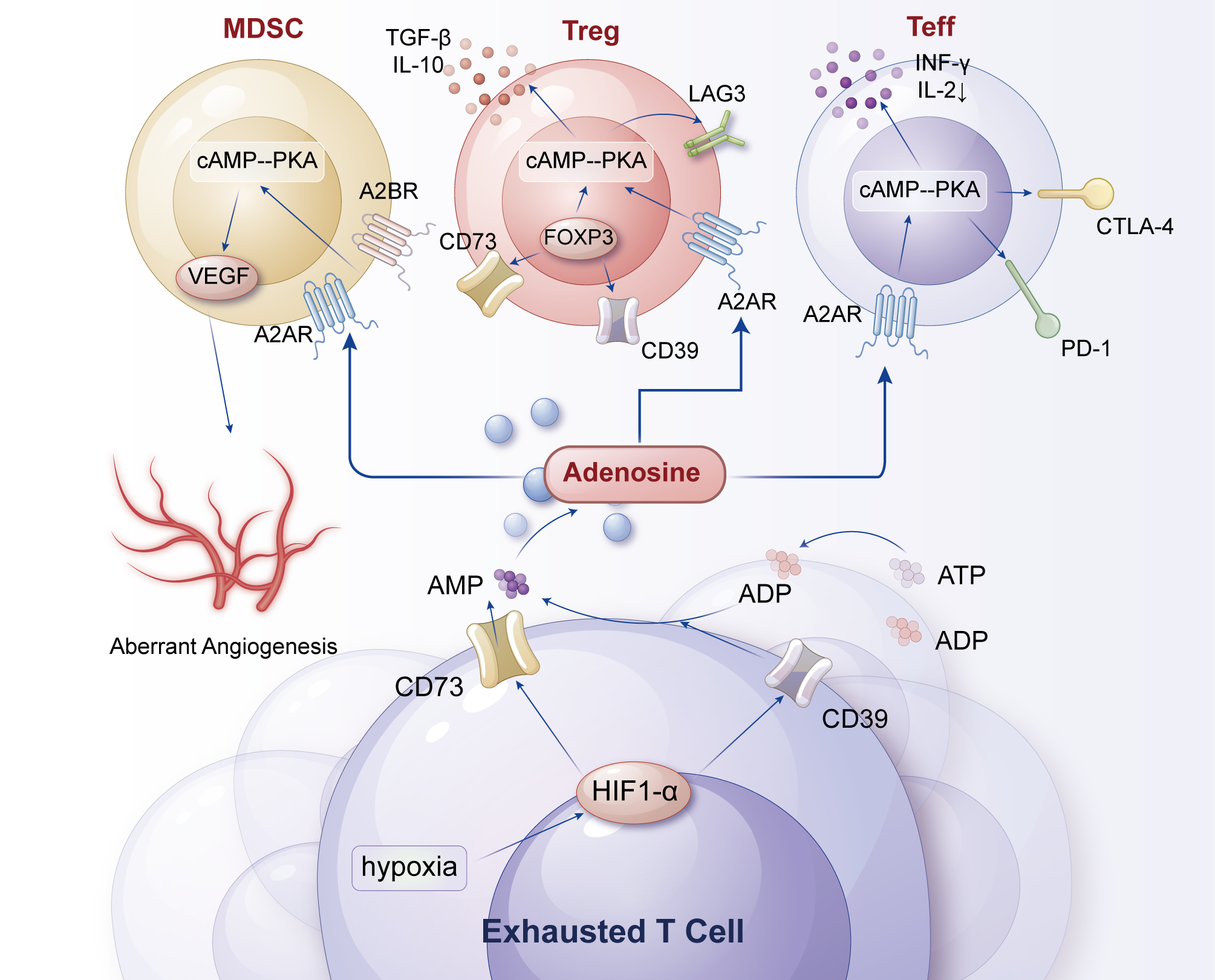 Illustration depicting interactions between different immune cells in the presence of adenosine. It shows Myeloid-Derived Suppressor Cells (MDSCs), Regulatory T cells (Tregs), and Effector T cells (Teffs) with their respective pathways involving receptors like A2AR, A2BR, and molecules such as cAMP--PKA, VEGF, FOXP3, LAG3, PD-1, CD73, and CD39. The process includes aberrant angiogenesis, hypoxia, and involves ATP, ADP, AMP in an exhausted T cell environment, highlighting the role of adenosine and hypoxia-inducible factor-1 alpha (HIF1-α).